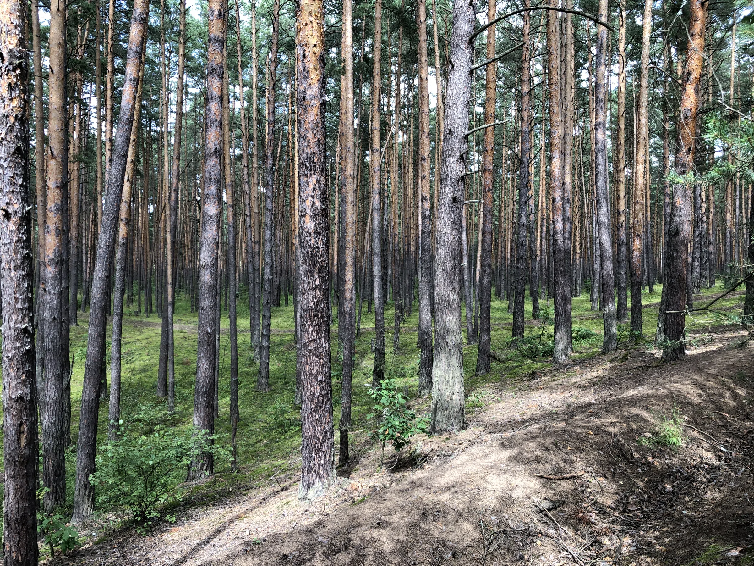 Хвойный лес вдоль дороги, фото 12
