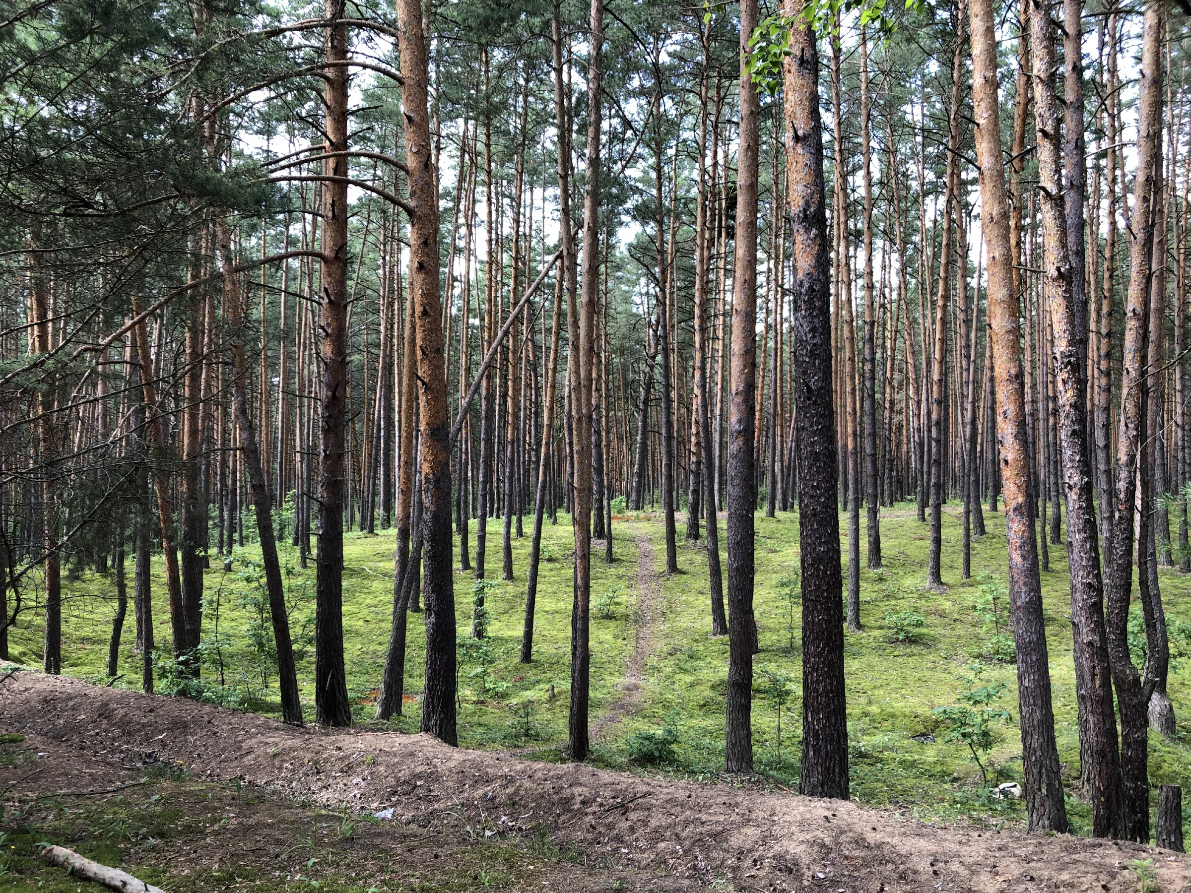 Хвойный лес вдоль дороги, фото 11