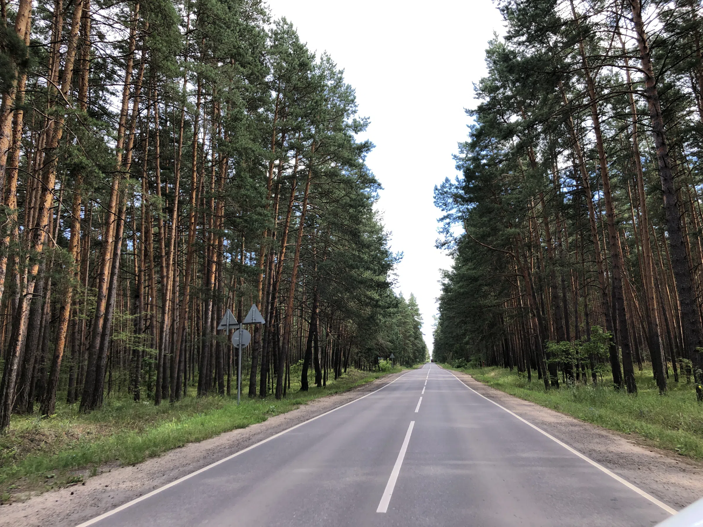 Хвойный лес вдоль дороги, фото 4
