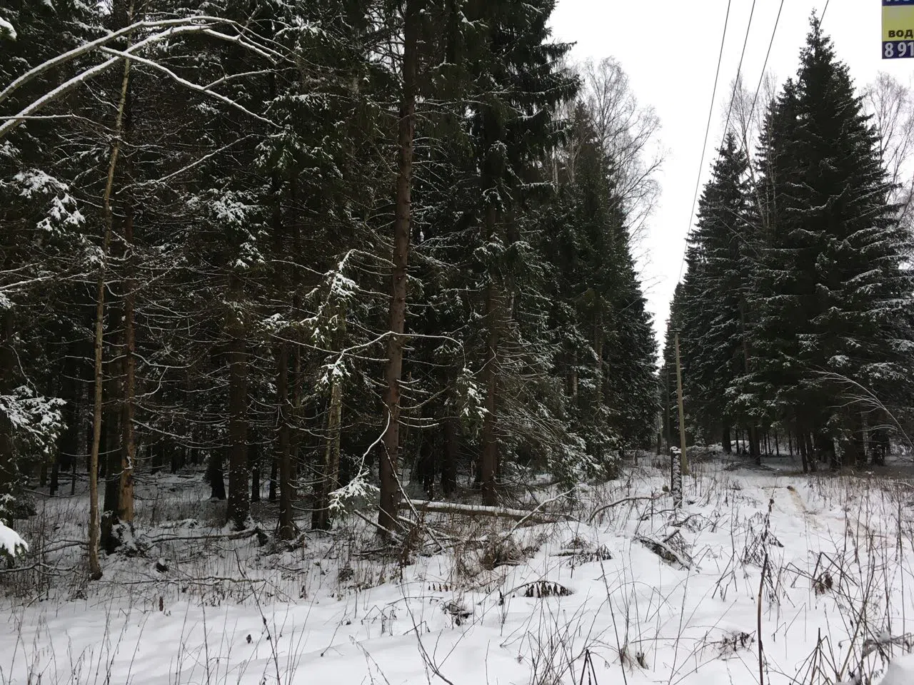 Зимний хвойный лес, фото 11