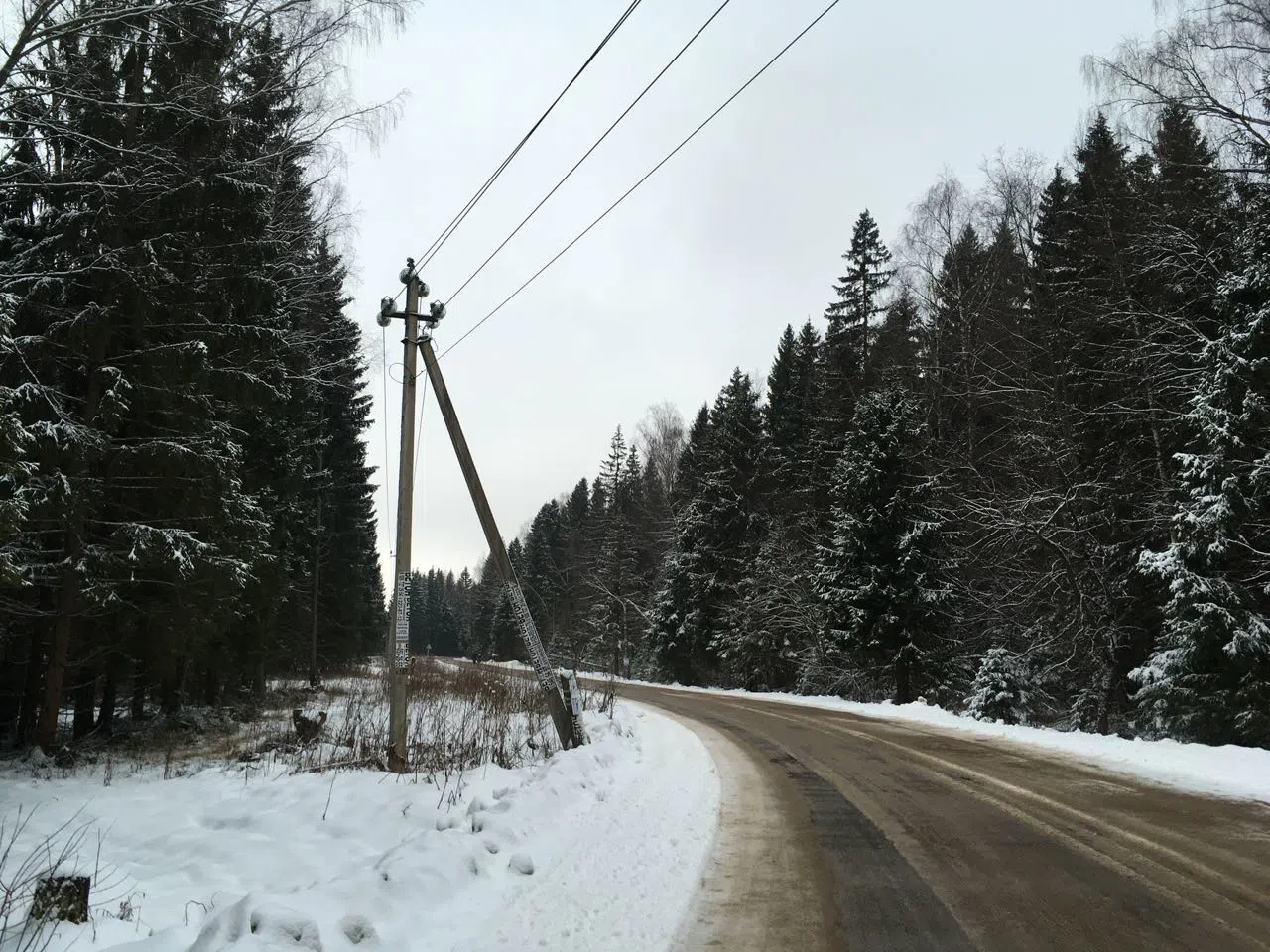 Зимний хвойный лес, фото 6