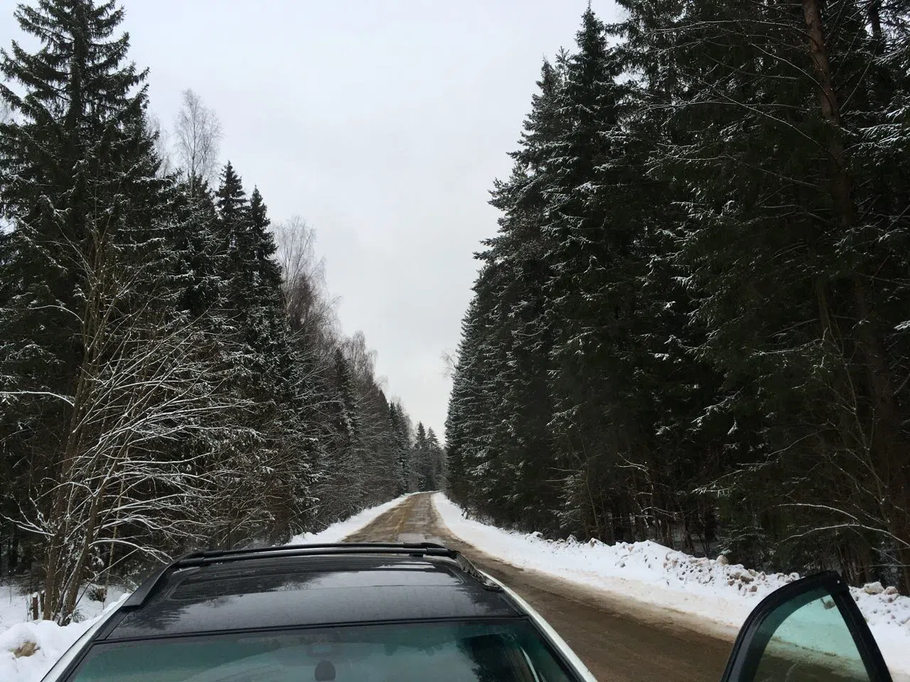Зимний хвойный лес, фото 3