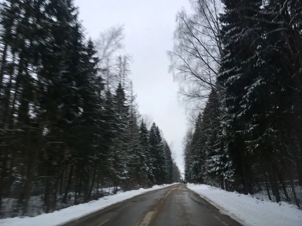 Зимний хвойный лес, фото 4