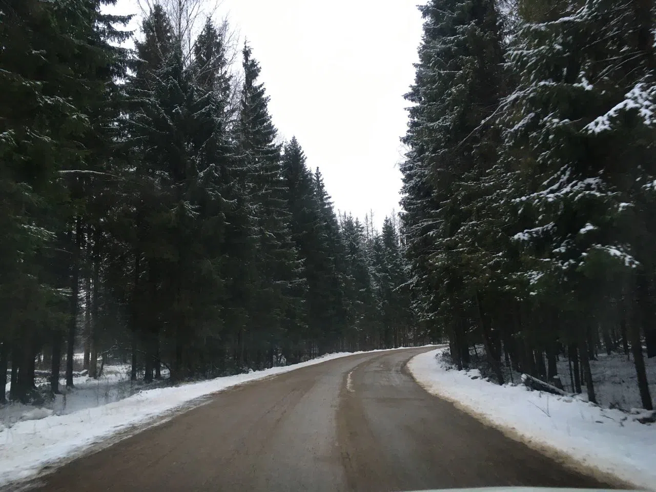 Зимний хвойный лес, фото 13