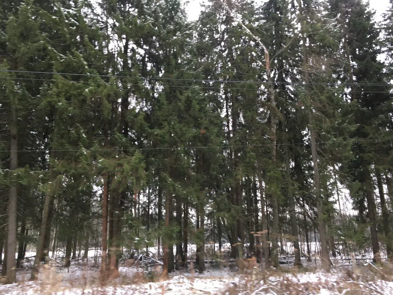 Зимний хвойный лес, фото 12
