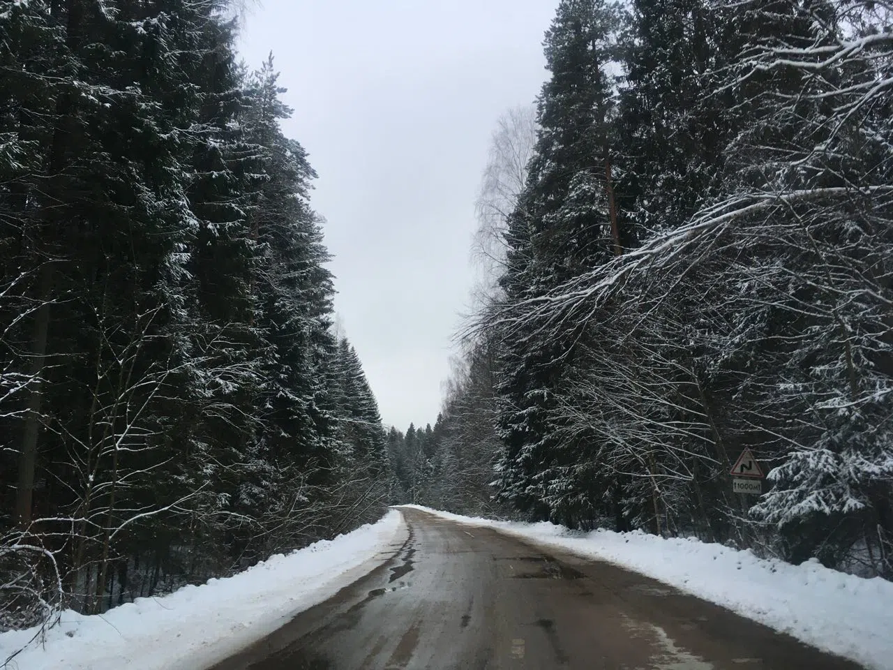 Зимний хвойный лес, фото 7