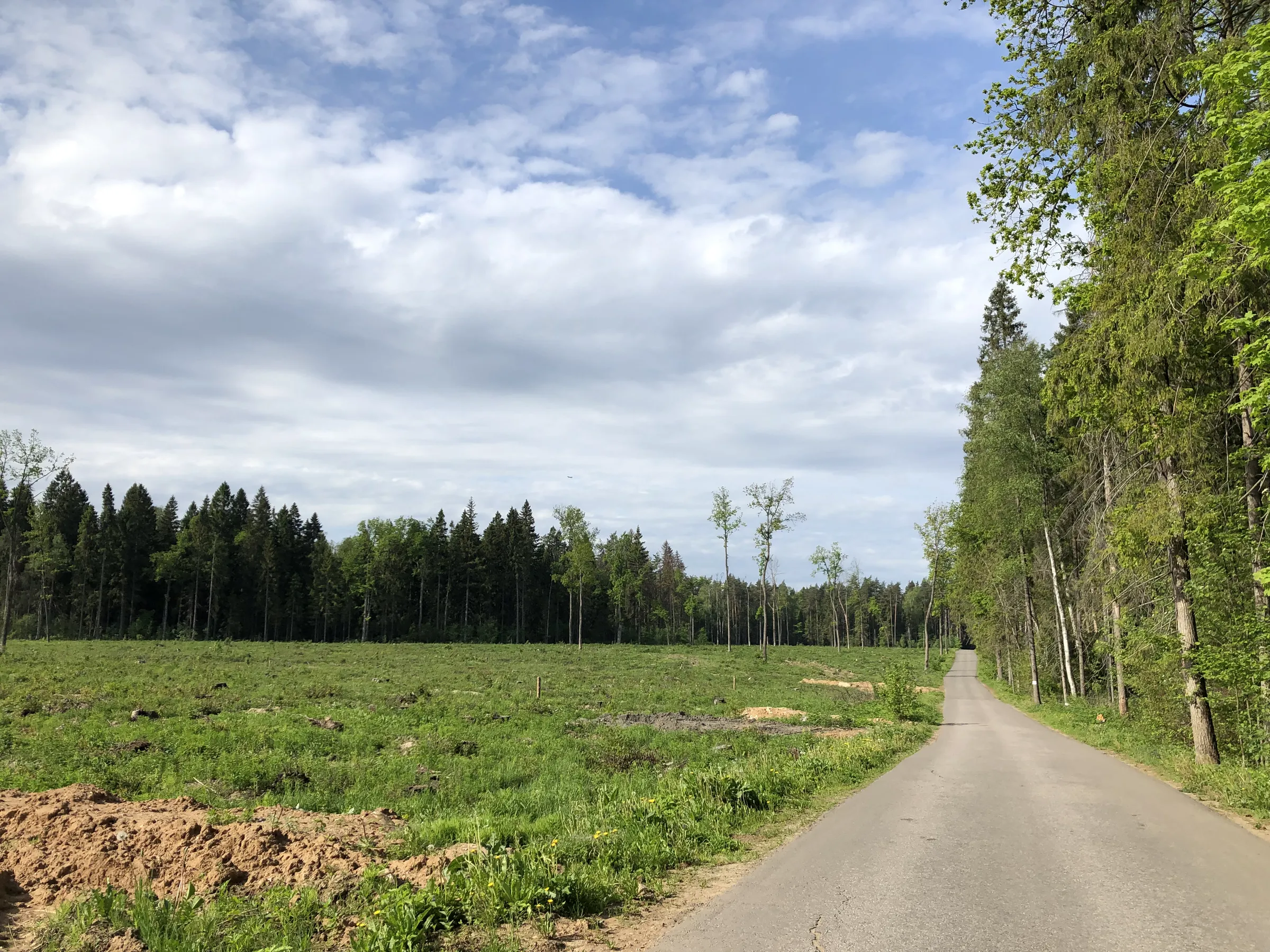 Лес у дороги, фото 14