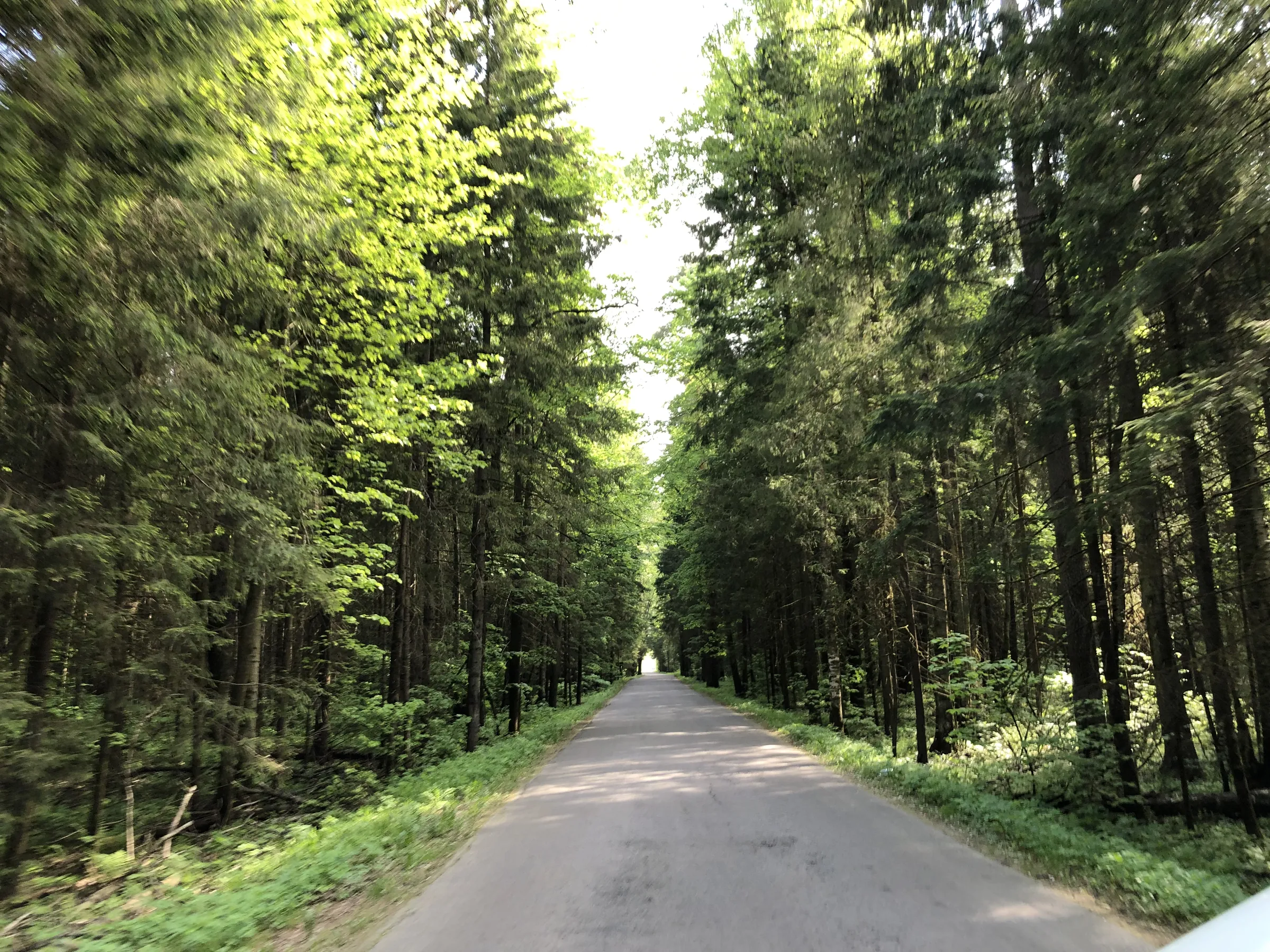 Лес у дороги, фото 8