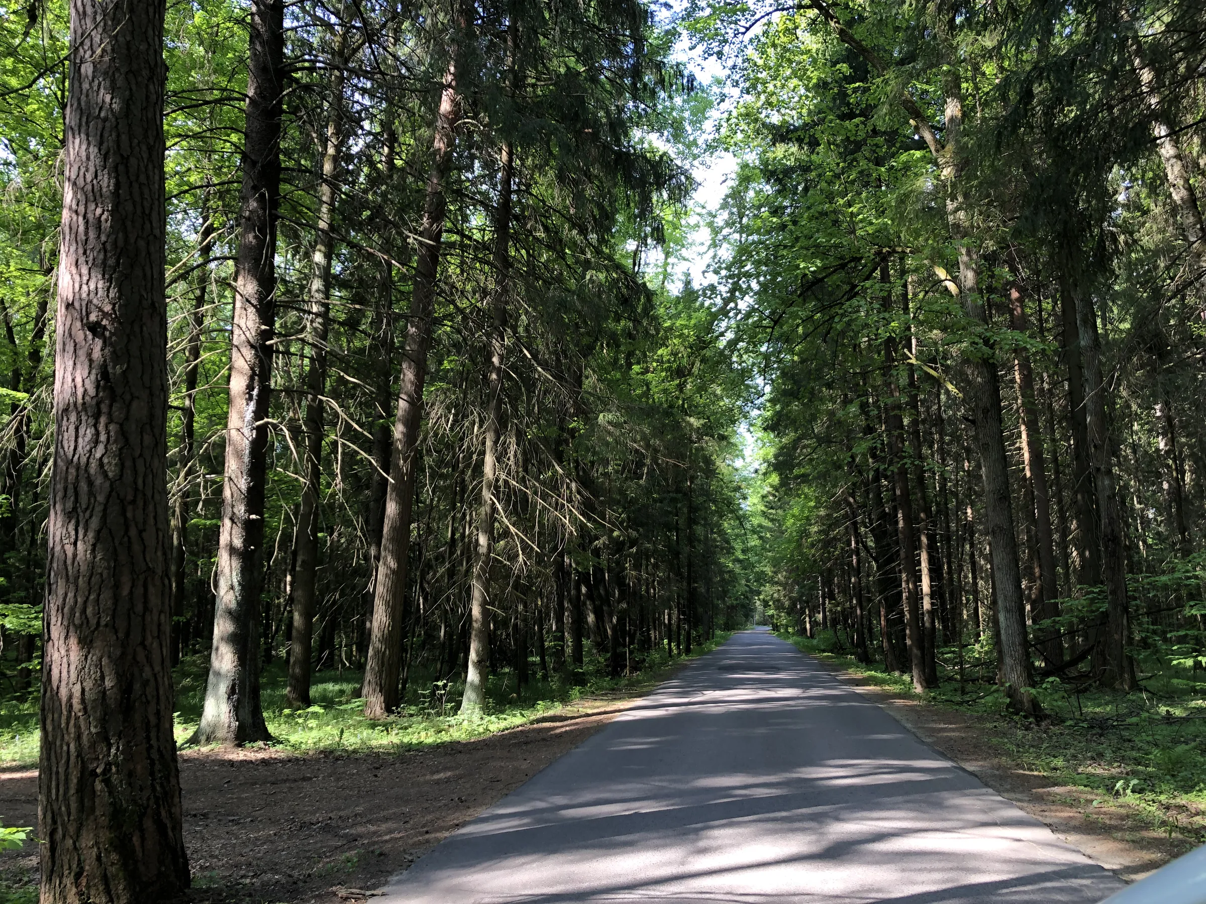 Лес у дороги, фото 20