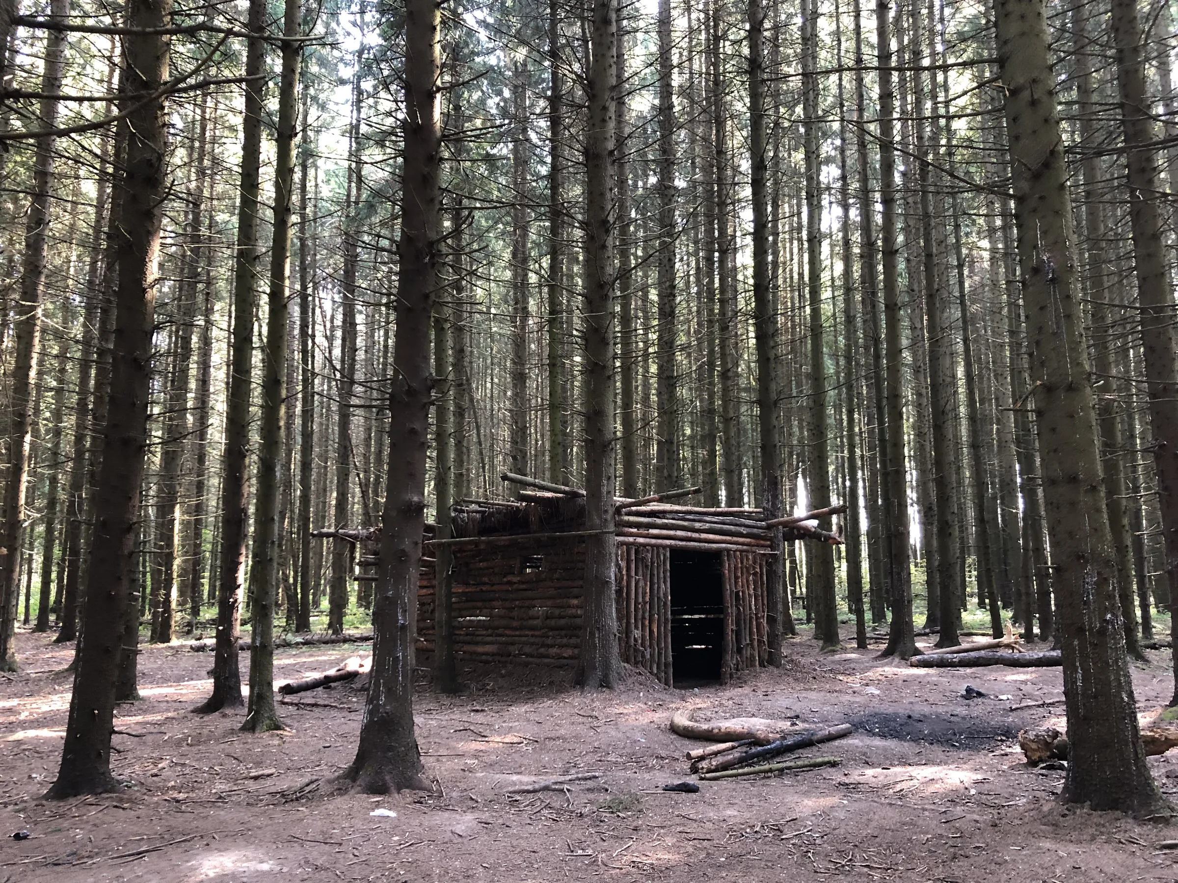 Лес у пруда, фото 15