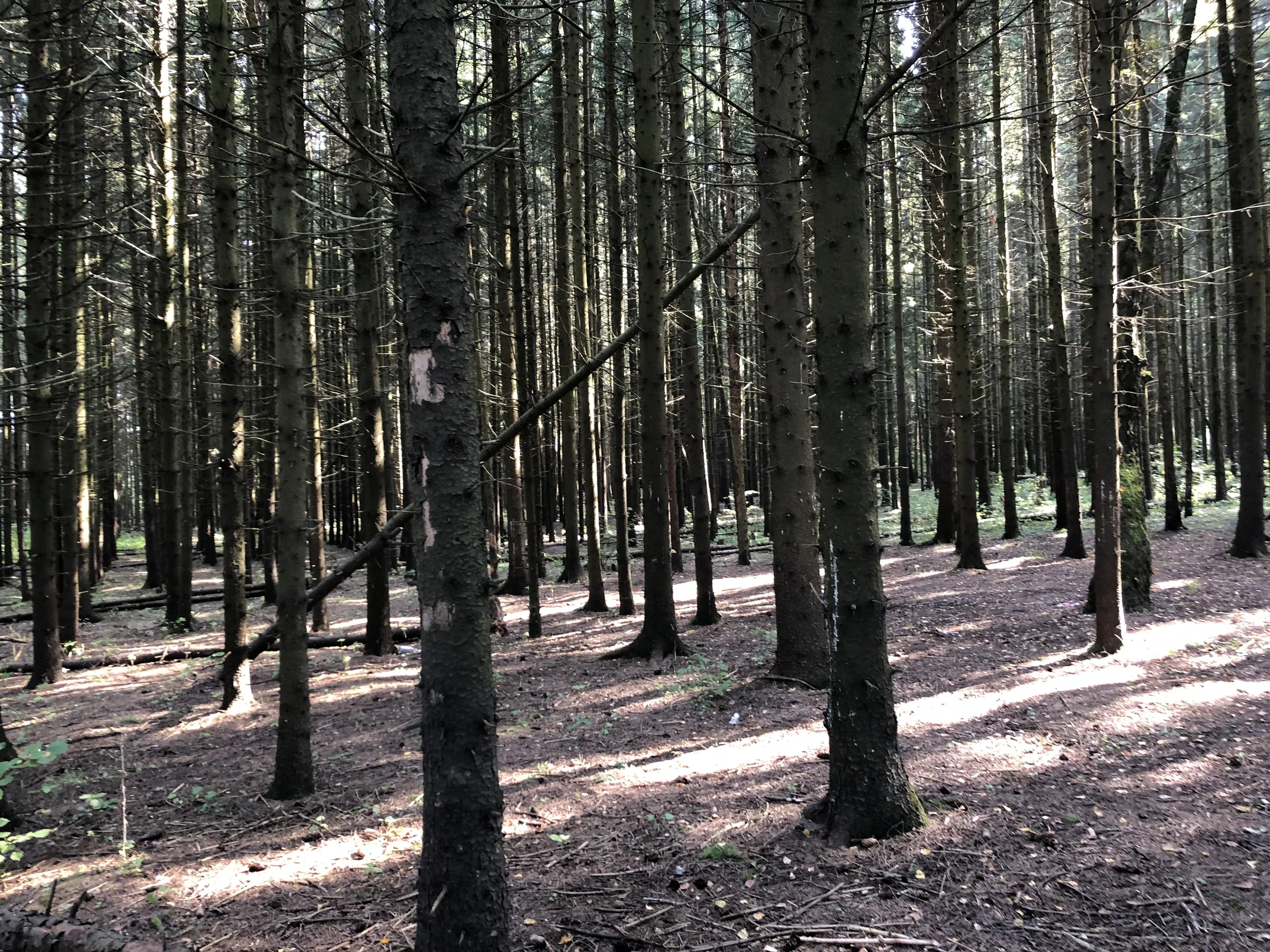 Лес у пруда, фото 7