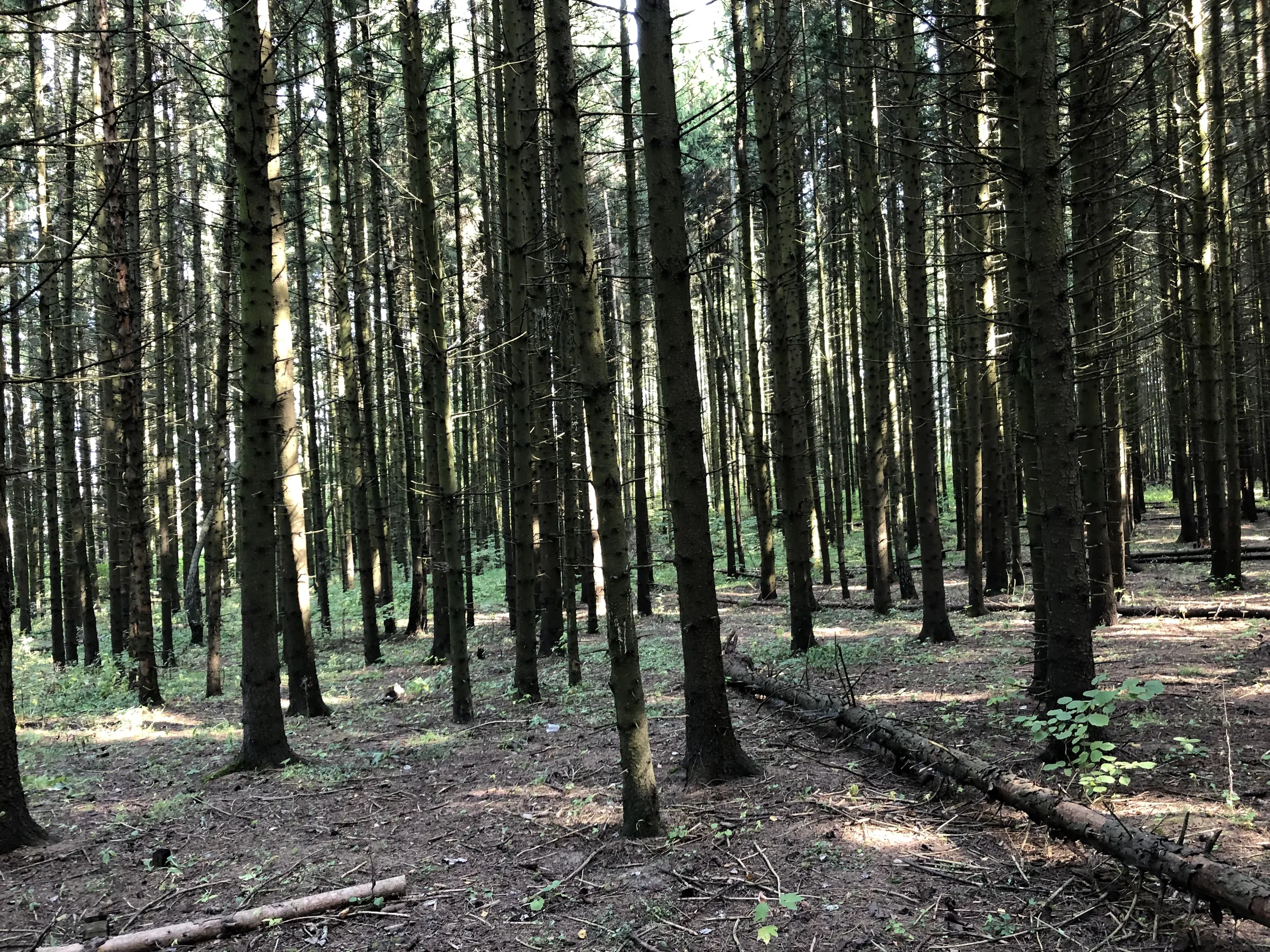 Лес у пруда, фото 6