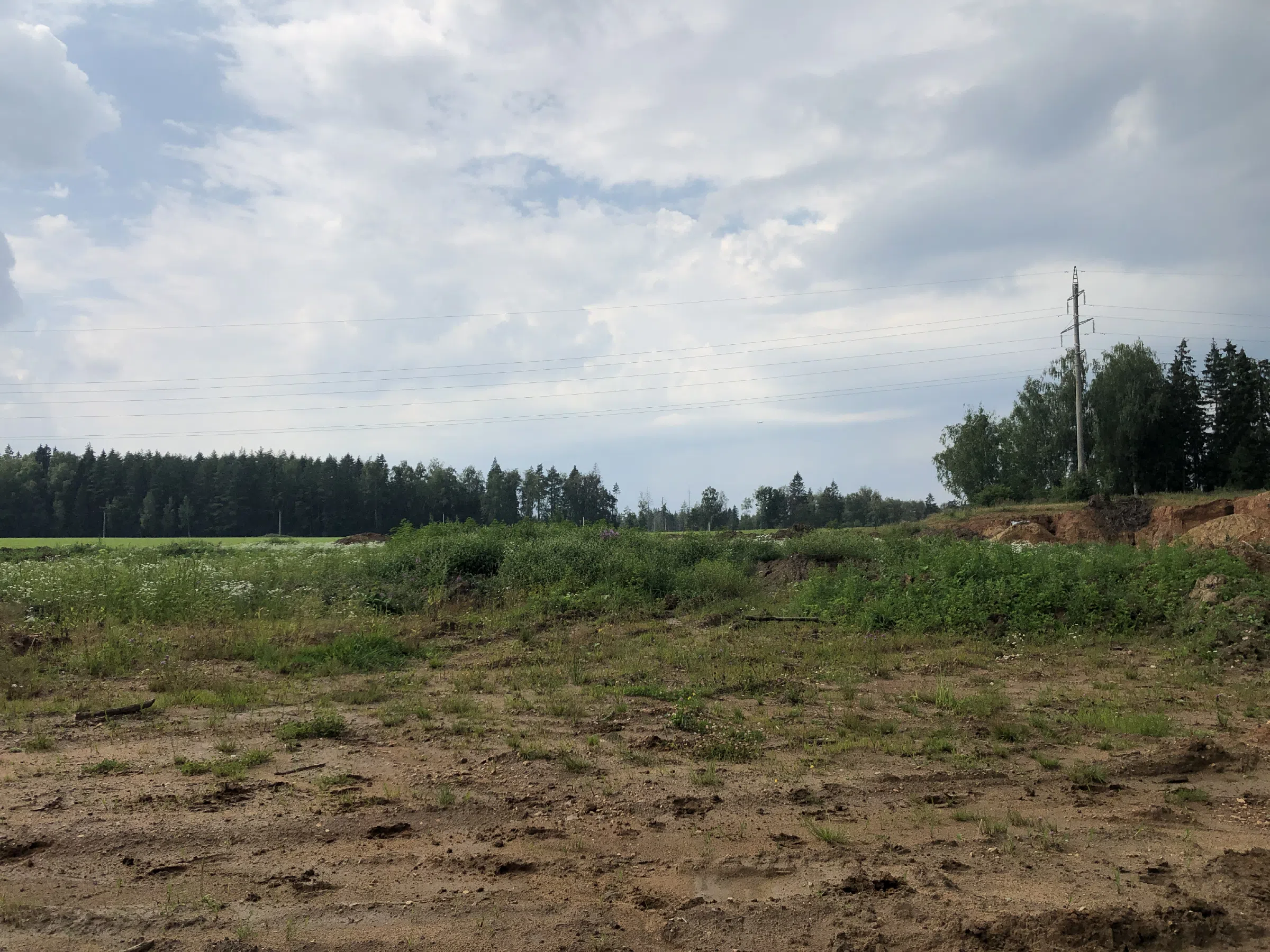 Пышный еловый лес, фото 19