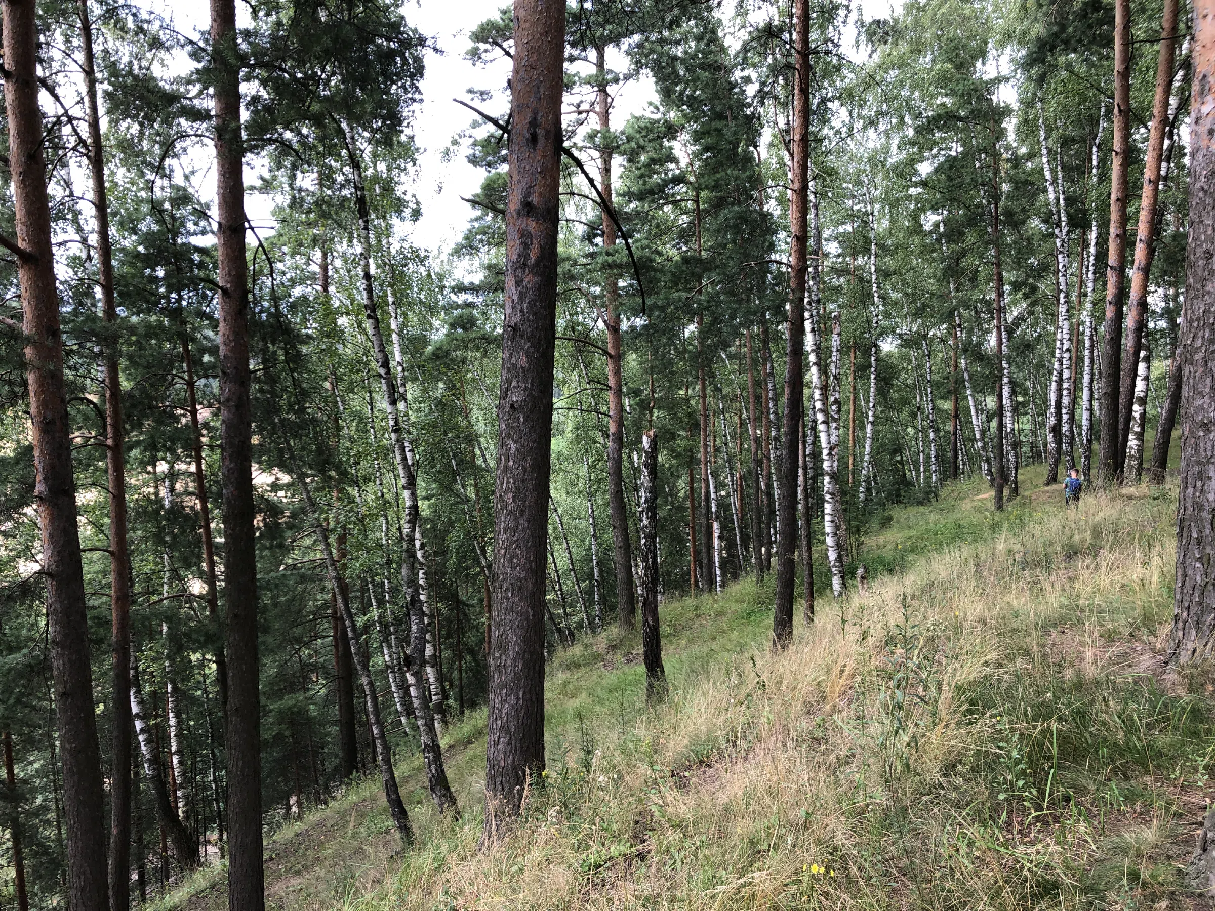 Сосновый лес с поляной, фото 16