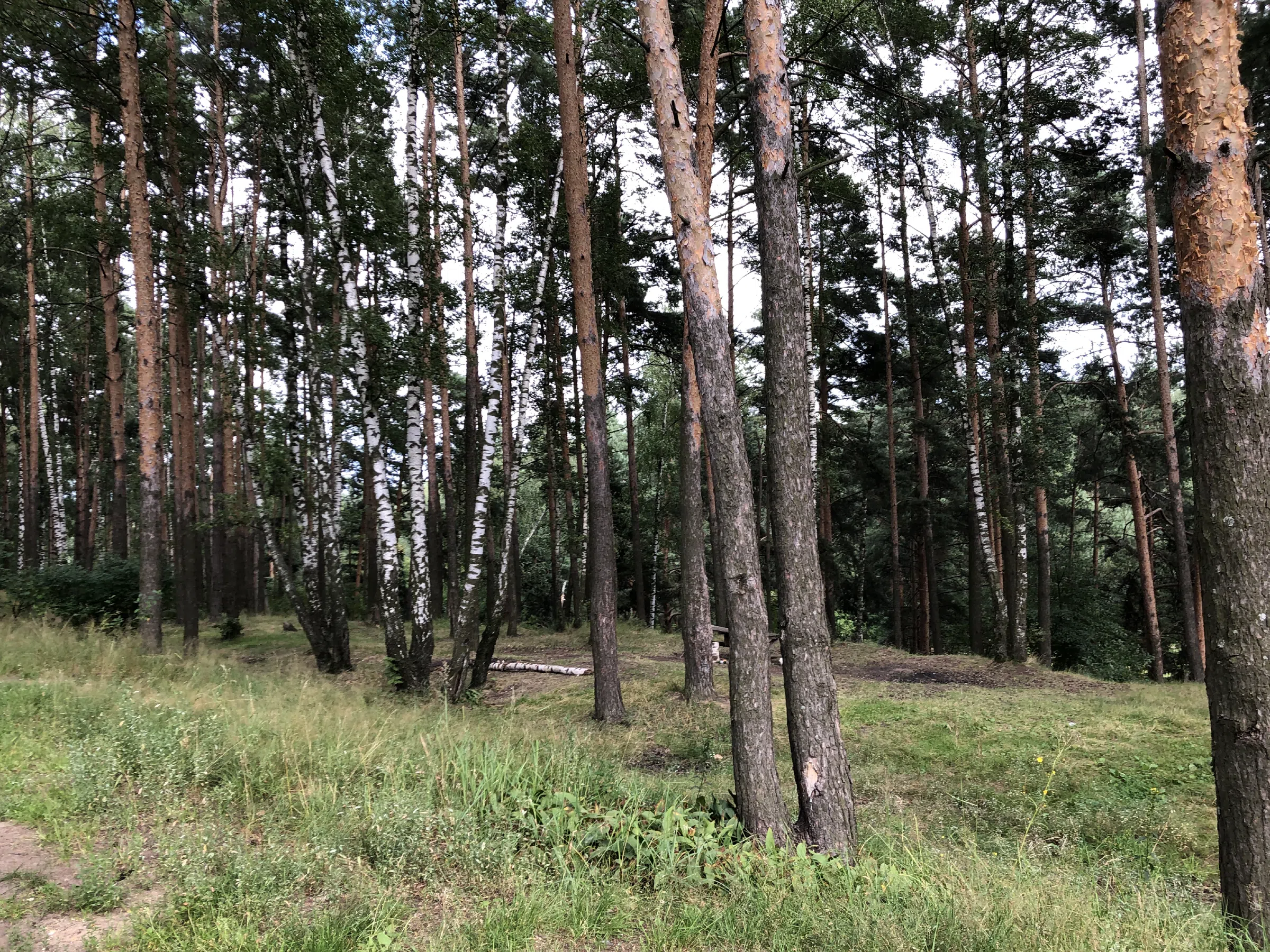Сосновый лес с поляной, фото 18