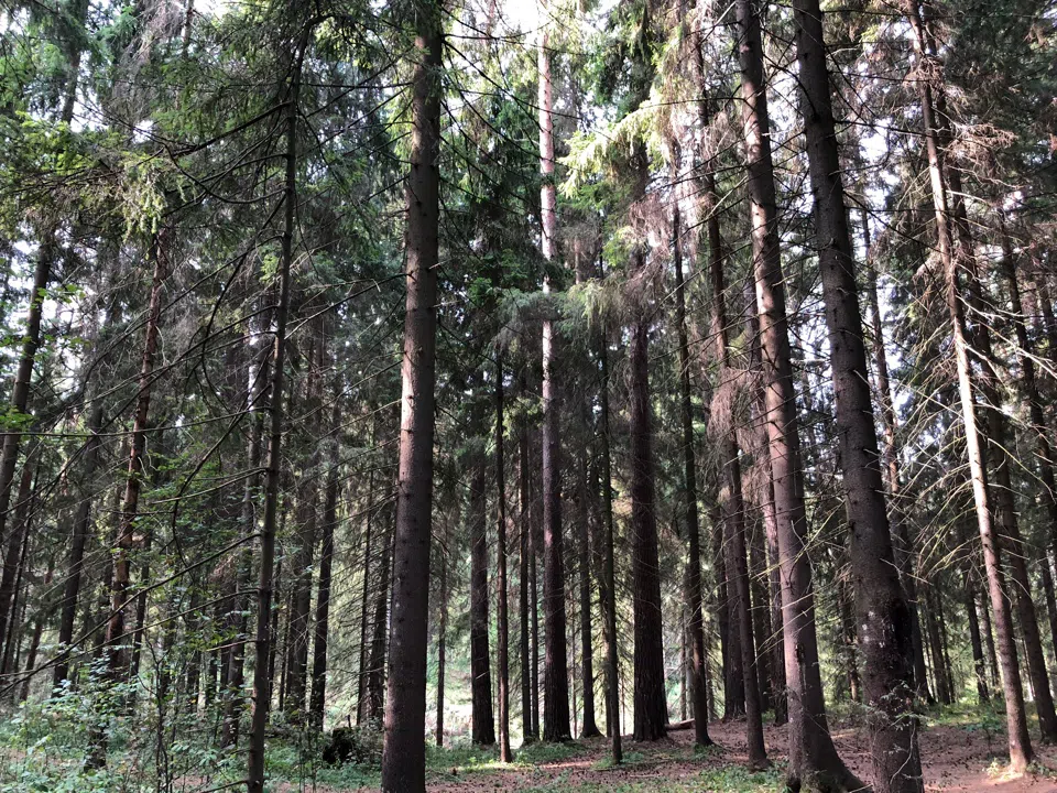Еловая просека с бревнами, фото 5