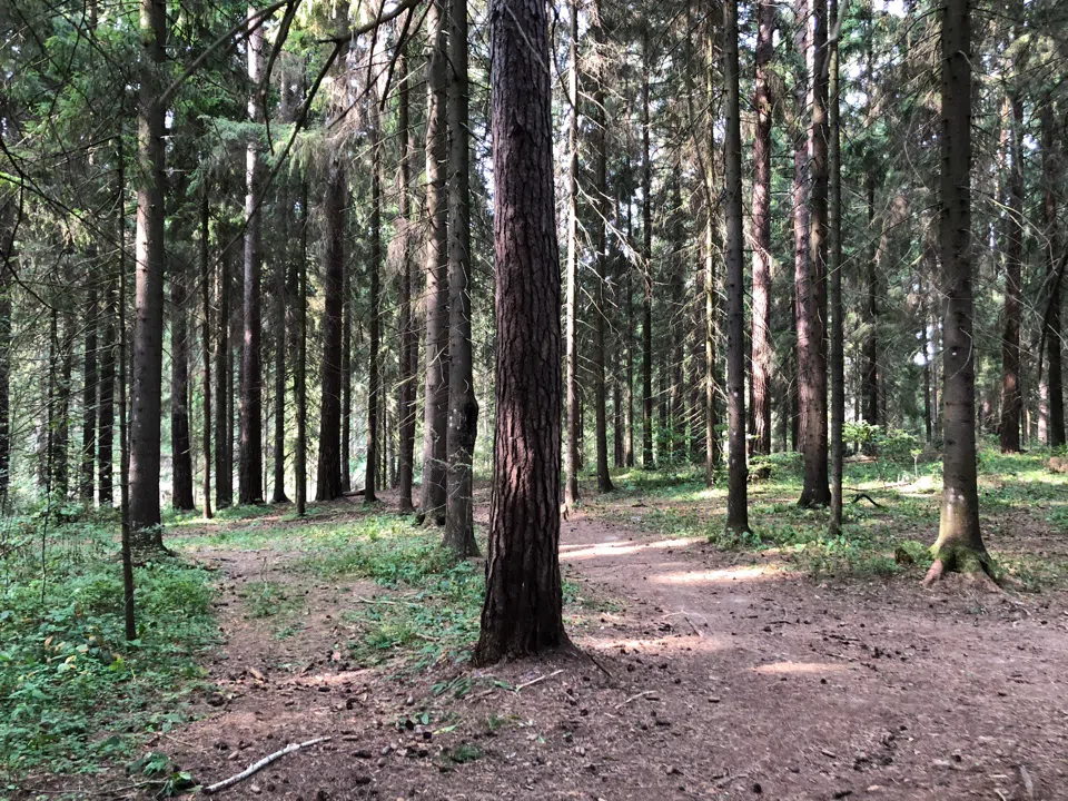Еловая просека с бревнами, фото 4