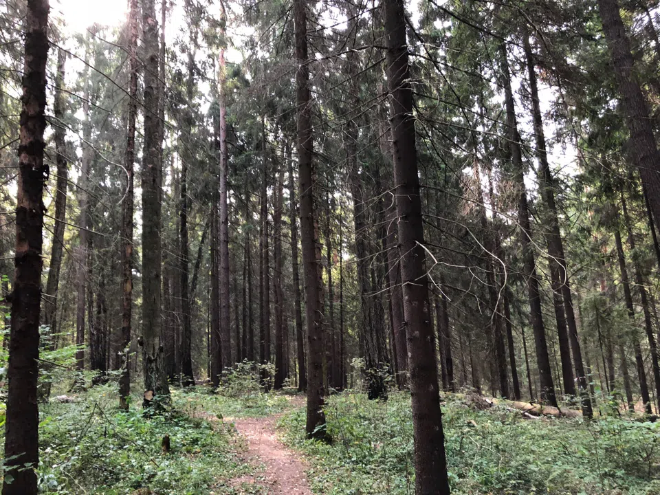 Еловая просека с бревнами, фото 6