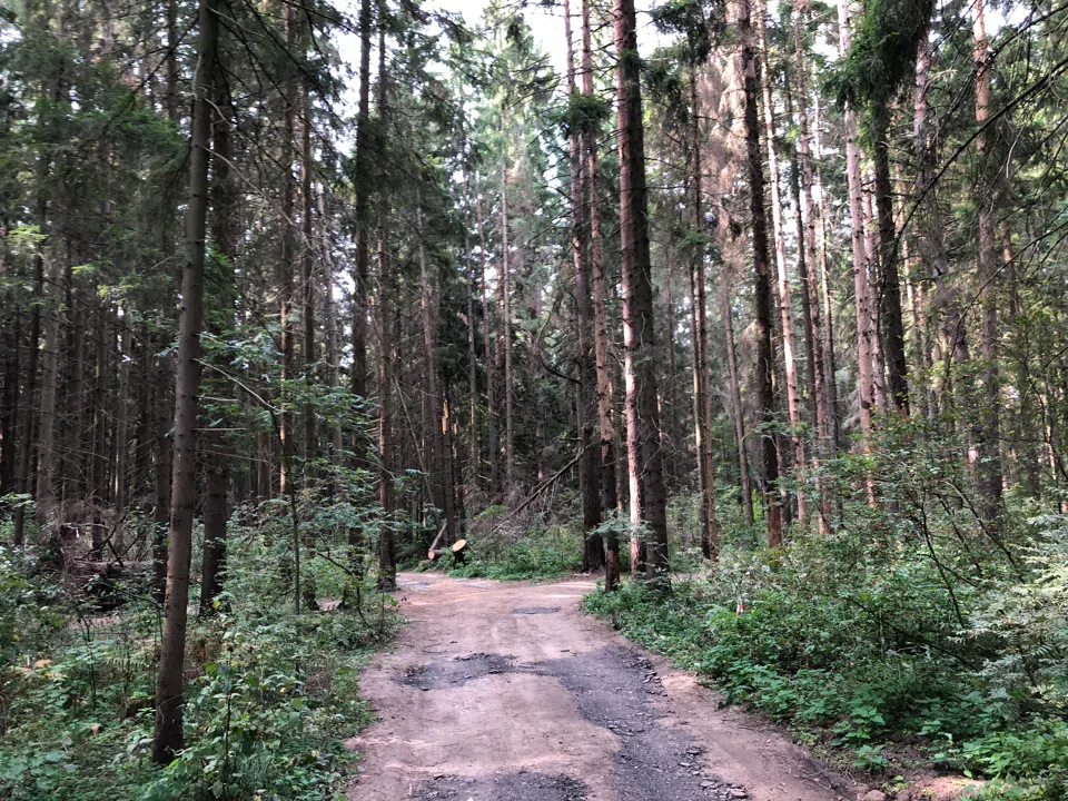 Еловая просека с бревнами, фото 1
