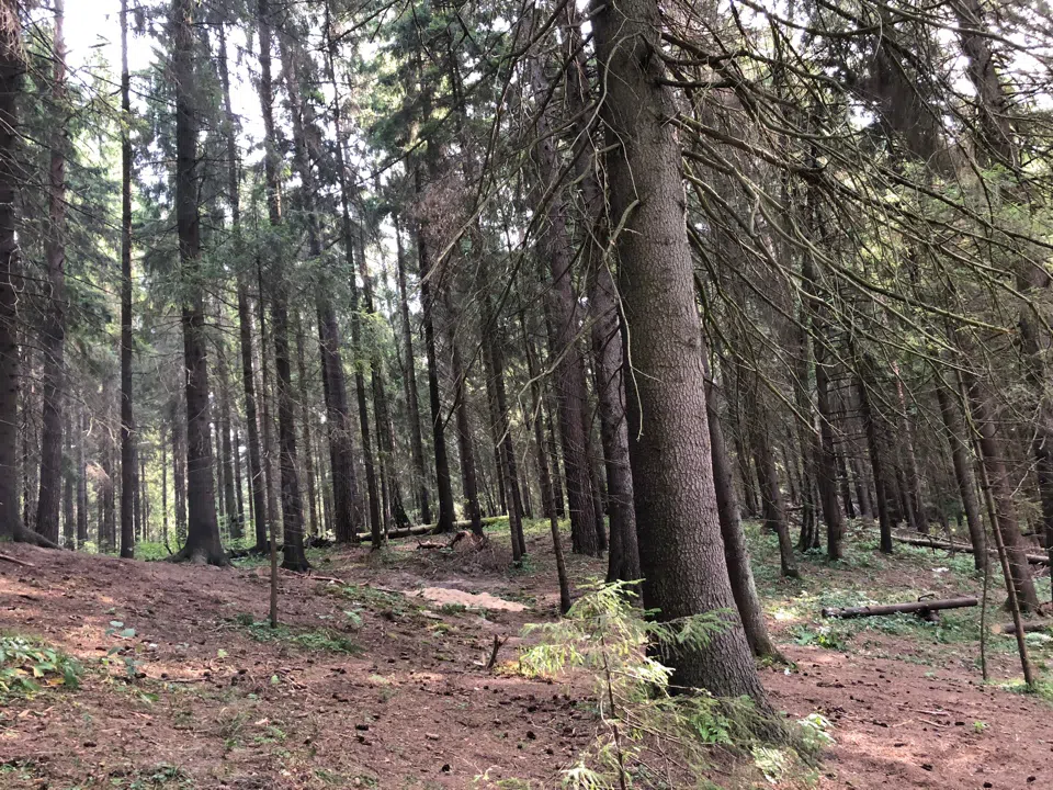 Еловая просека с бревнами, фото 10