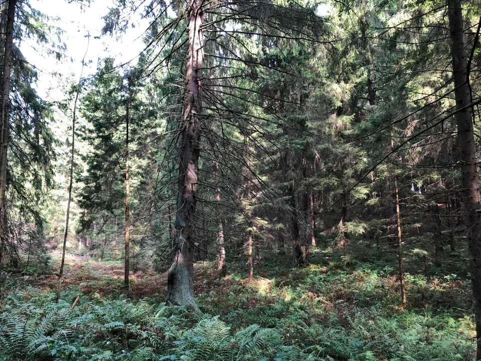 Еловая просека с бревнами, фото 19