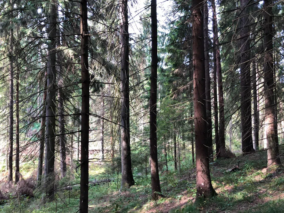 Еловая просека с бревнами, фото 9
