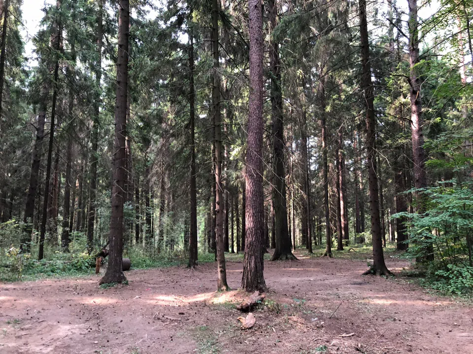 Еловая просека с бревнами, фото 3