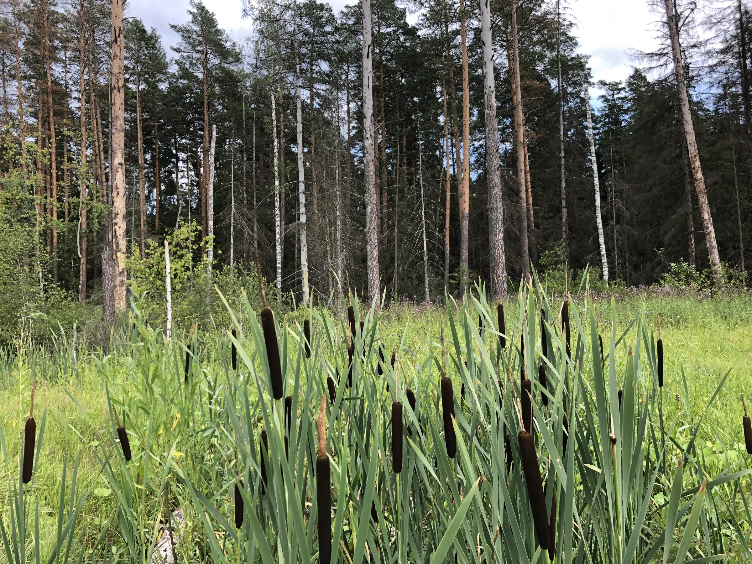 Лес у болотистого пруда, фото 11