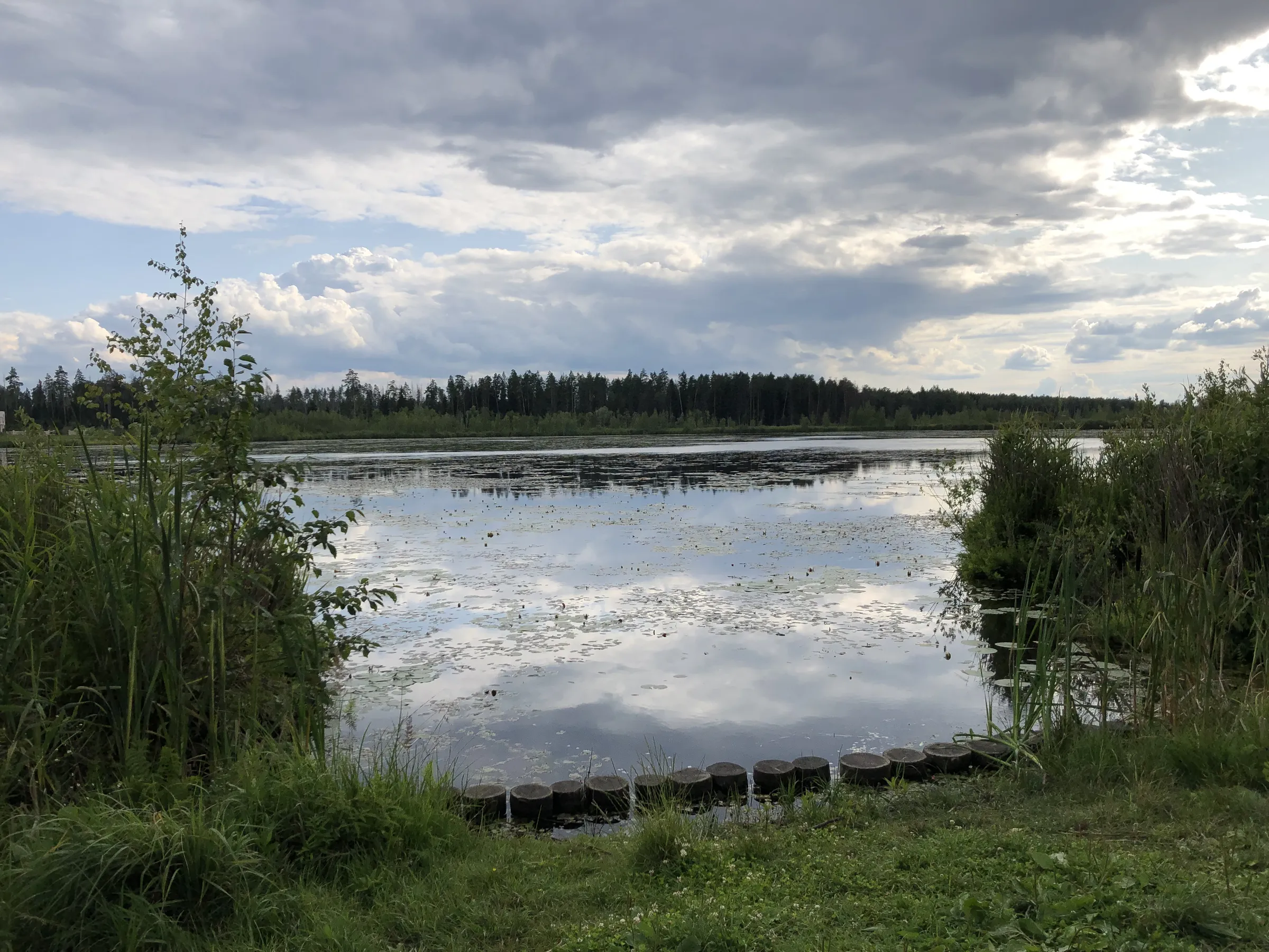 Лес у болотистого пруда, фото 5