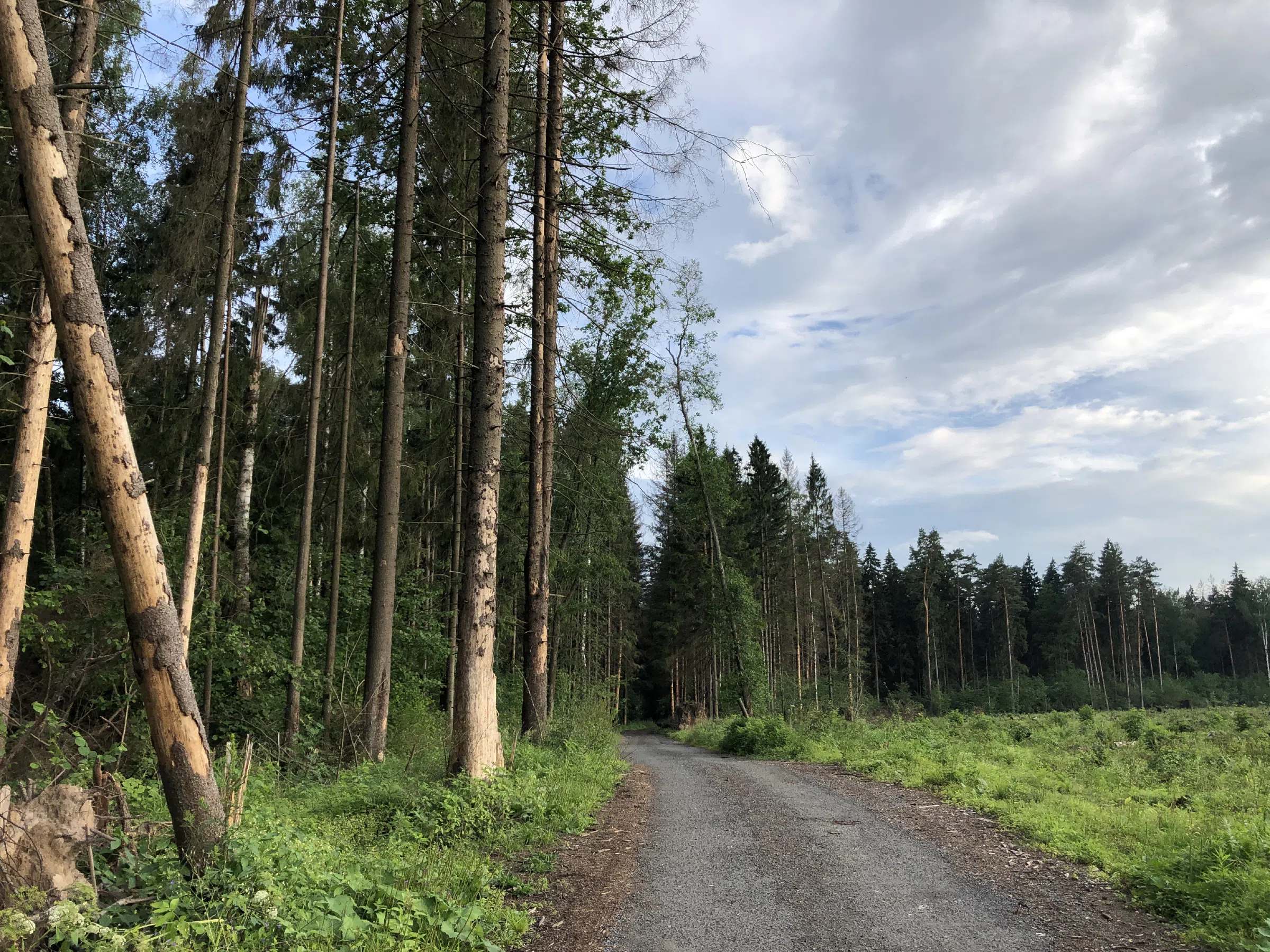 Лес с просеками, фото 14