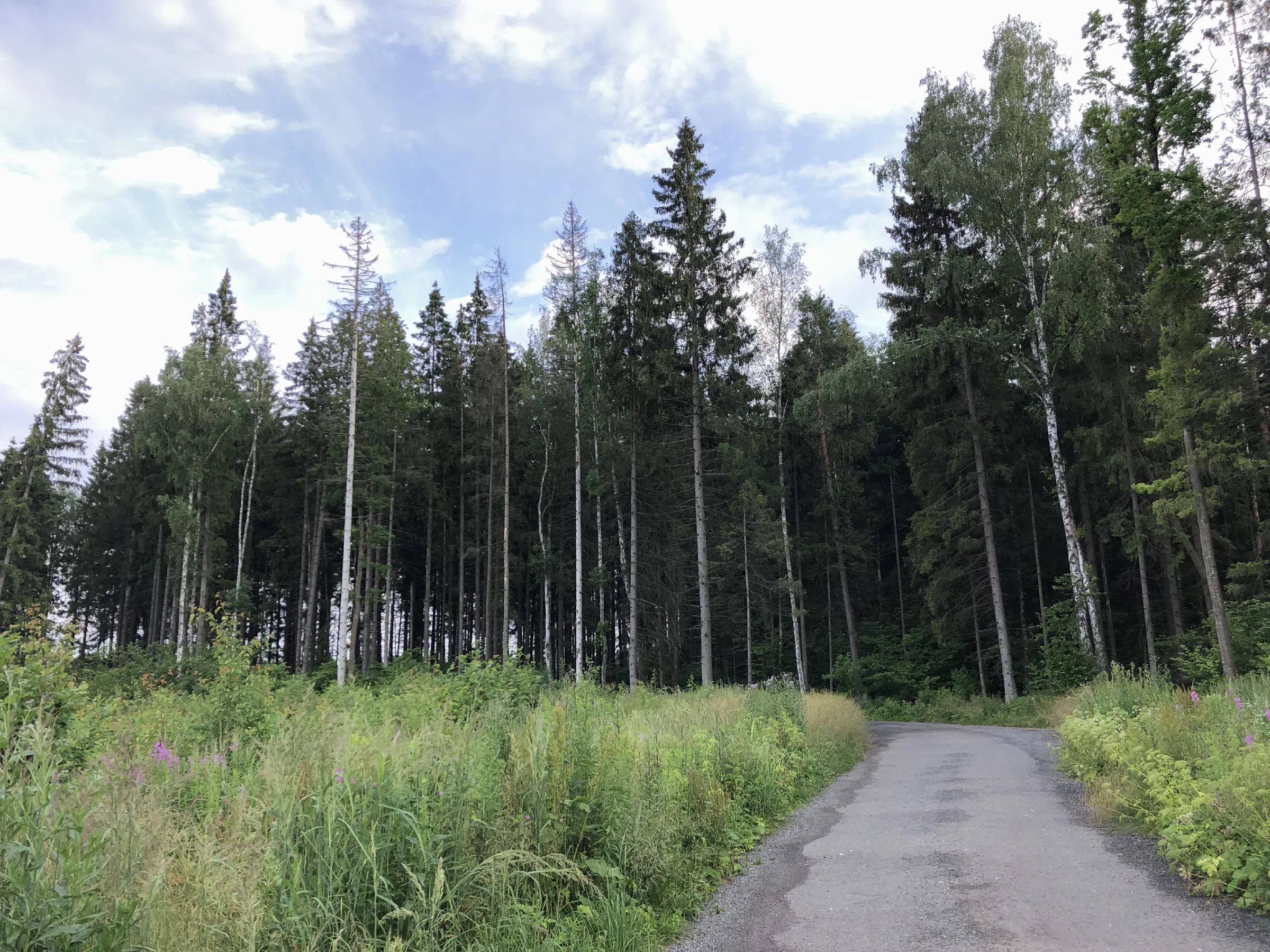 Лес с просеками, фото 4