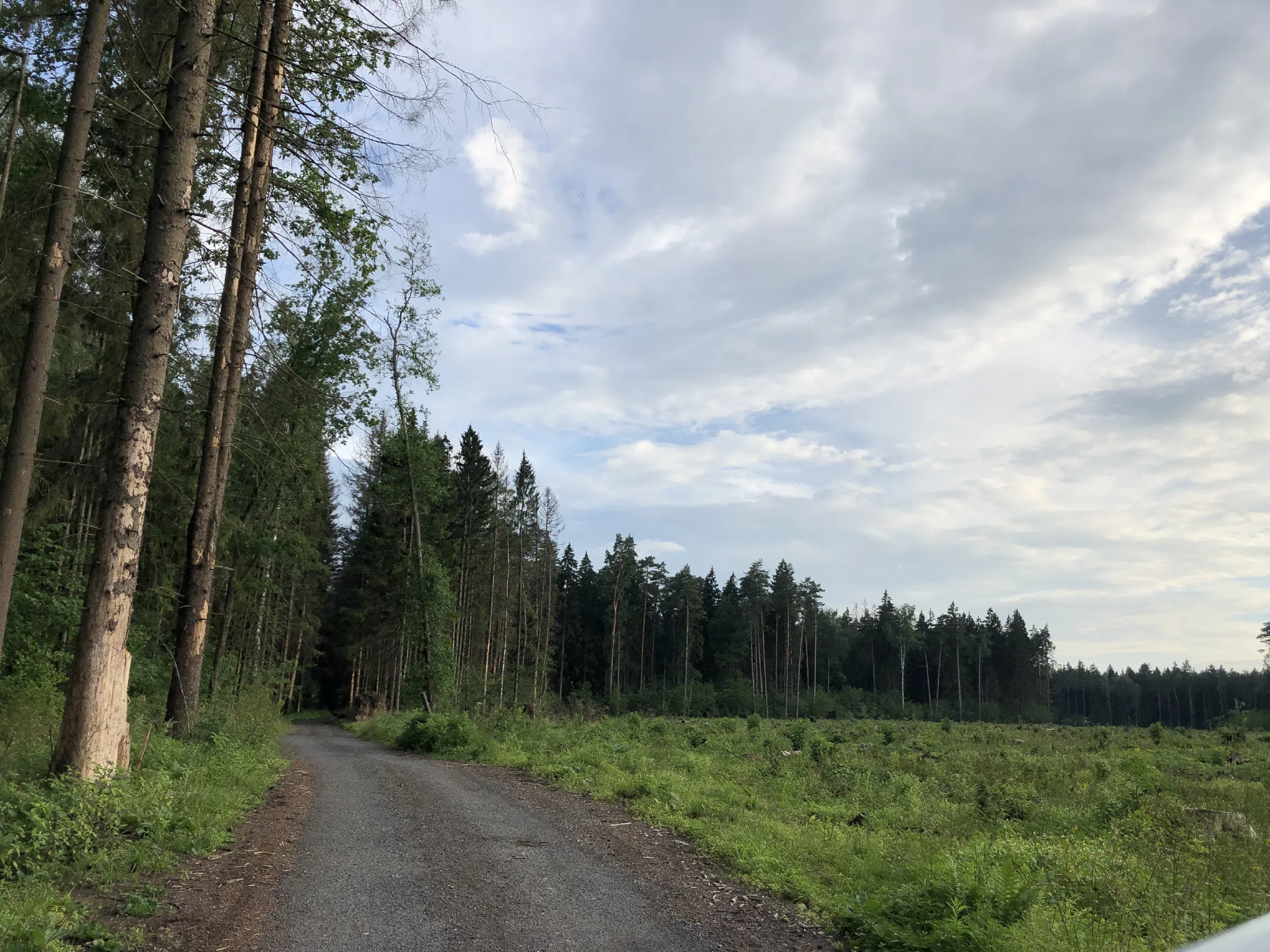 Лес с просеками, фото 15
