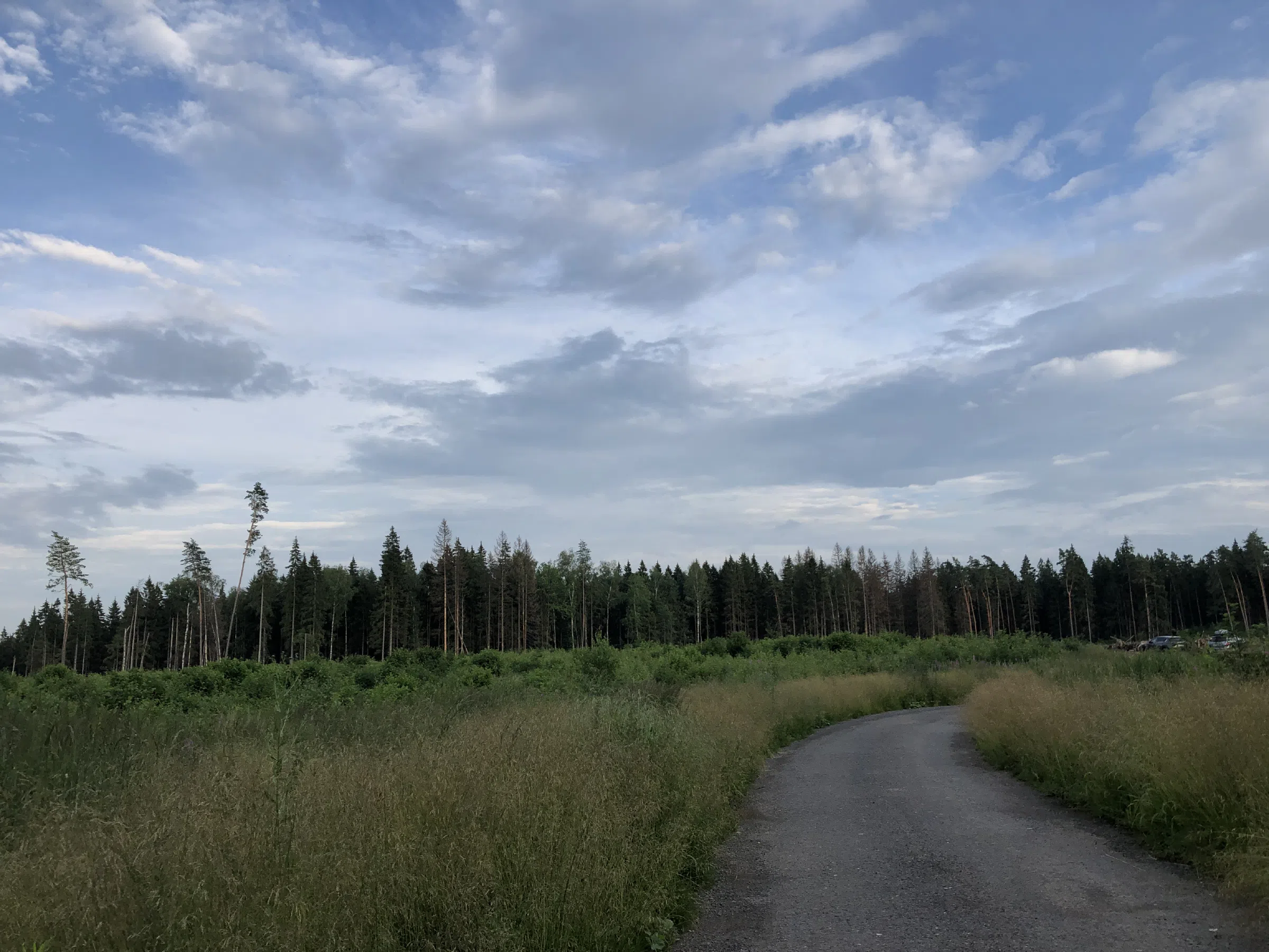 Лес с просеками, фото 10