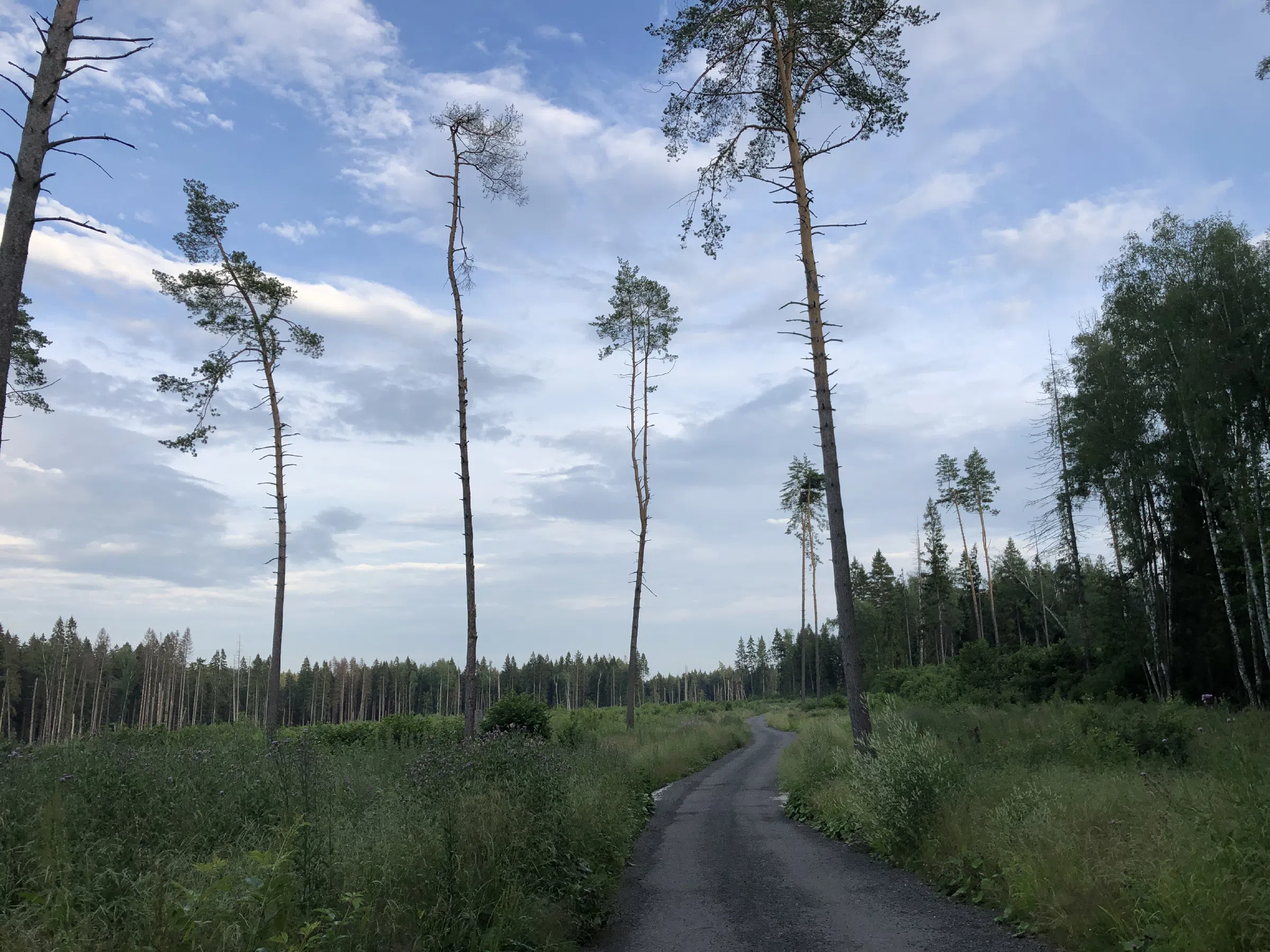 Лес с просеками, фото 1