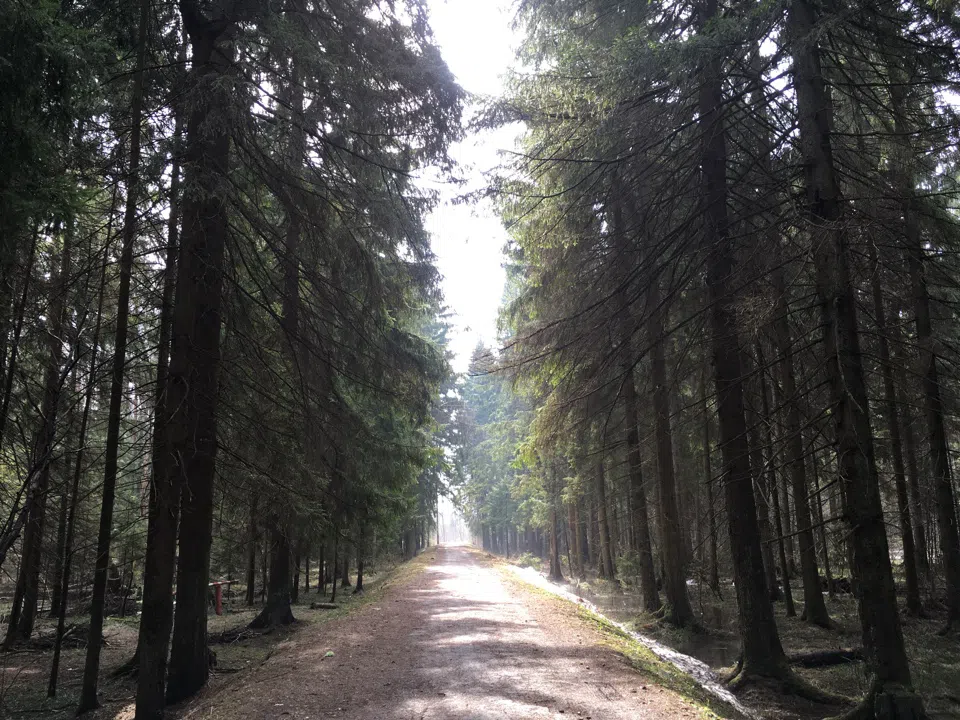Хвойный лес с просекой, фото 7