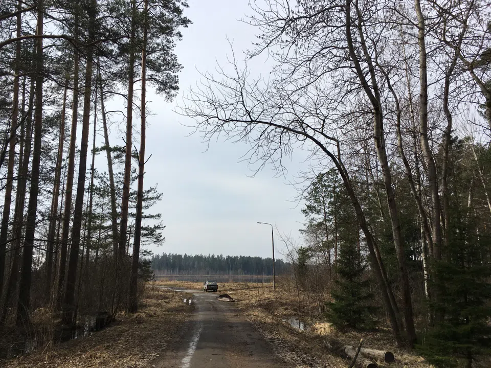 Хвойный лес с просекой, фото 22