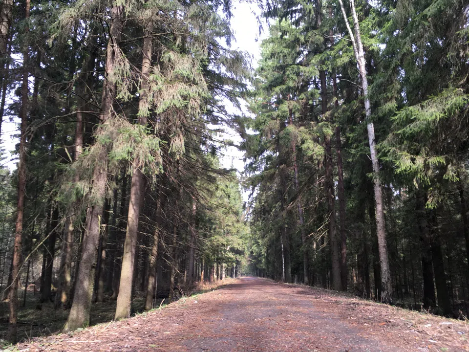 Хвойный лес с просекой, фото 2