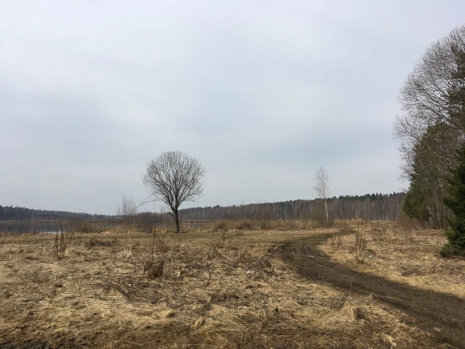 Хвойный лес с просекой, фото 23