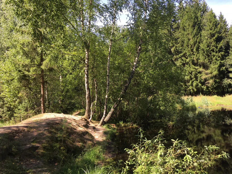 Хвойные поляны, фото 18