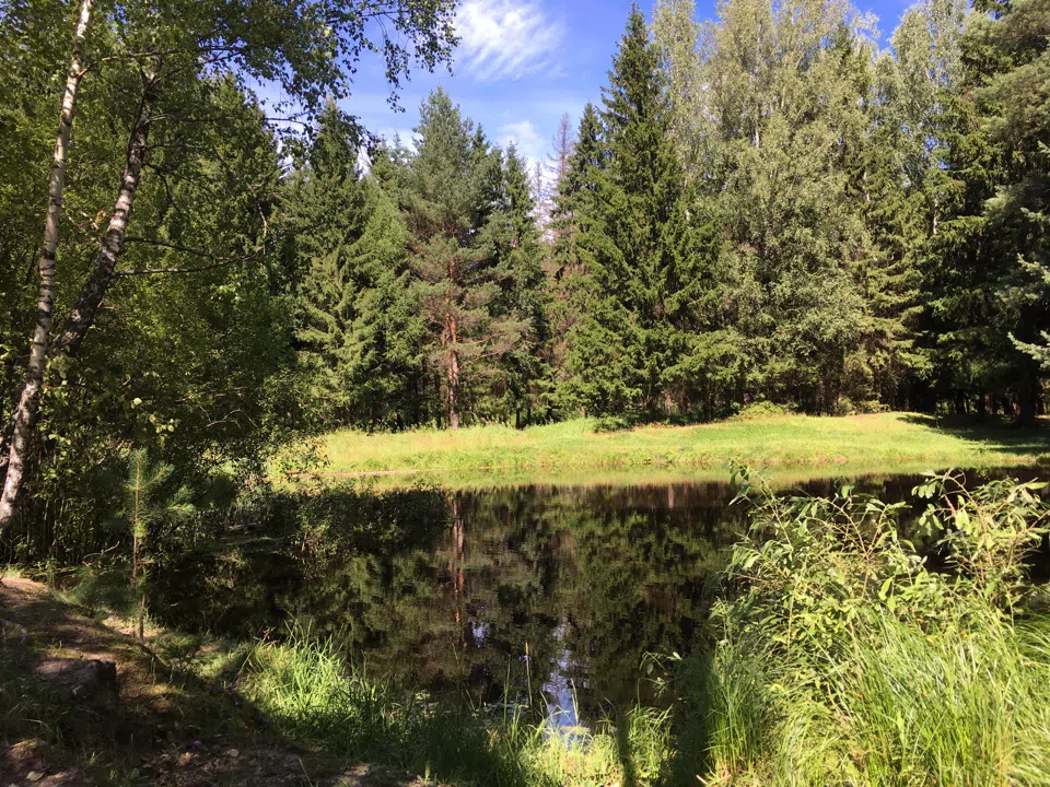 Хвойные поляны, фото 17