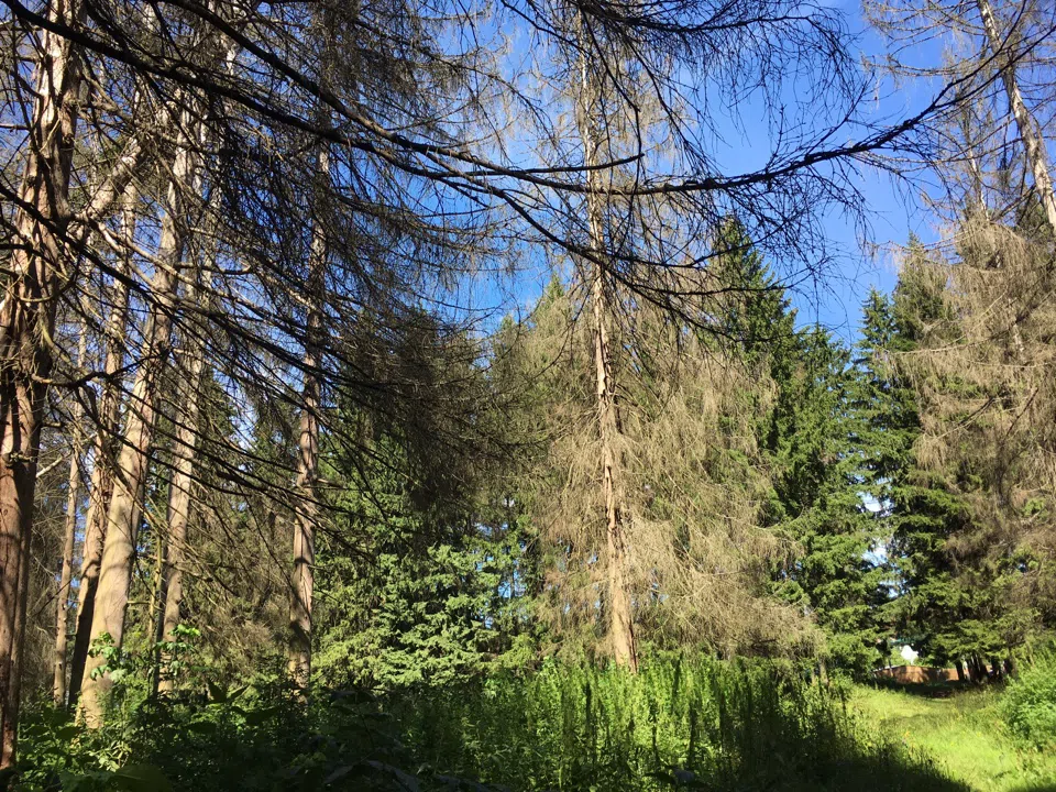 Хвойные поляны, фото 11
