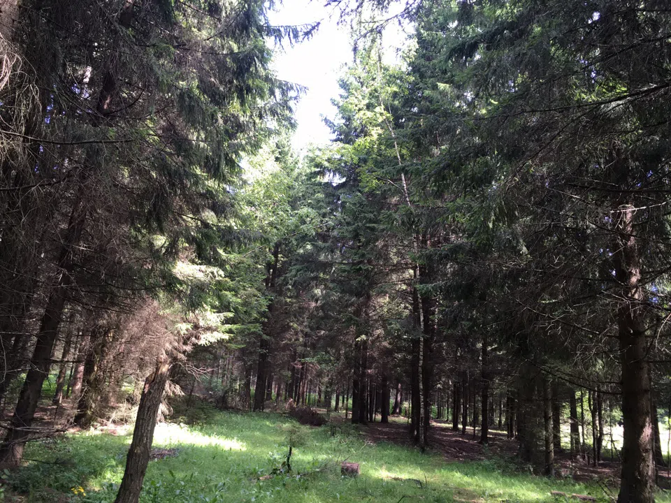 Хвойные поляны, фото 5
