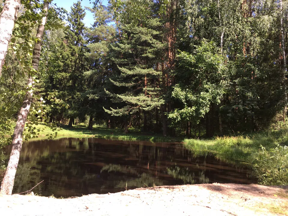 Хвойные поляны, фото 19
