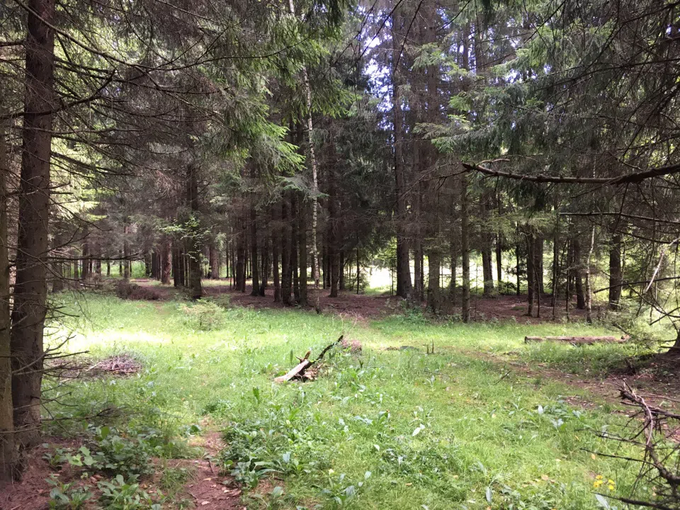 Хвойные поляны, фото 4