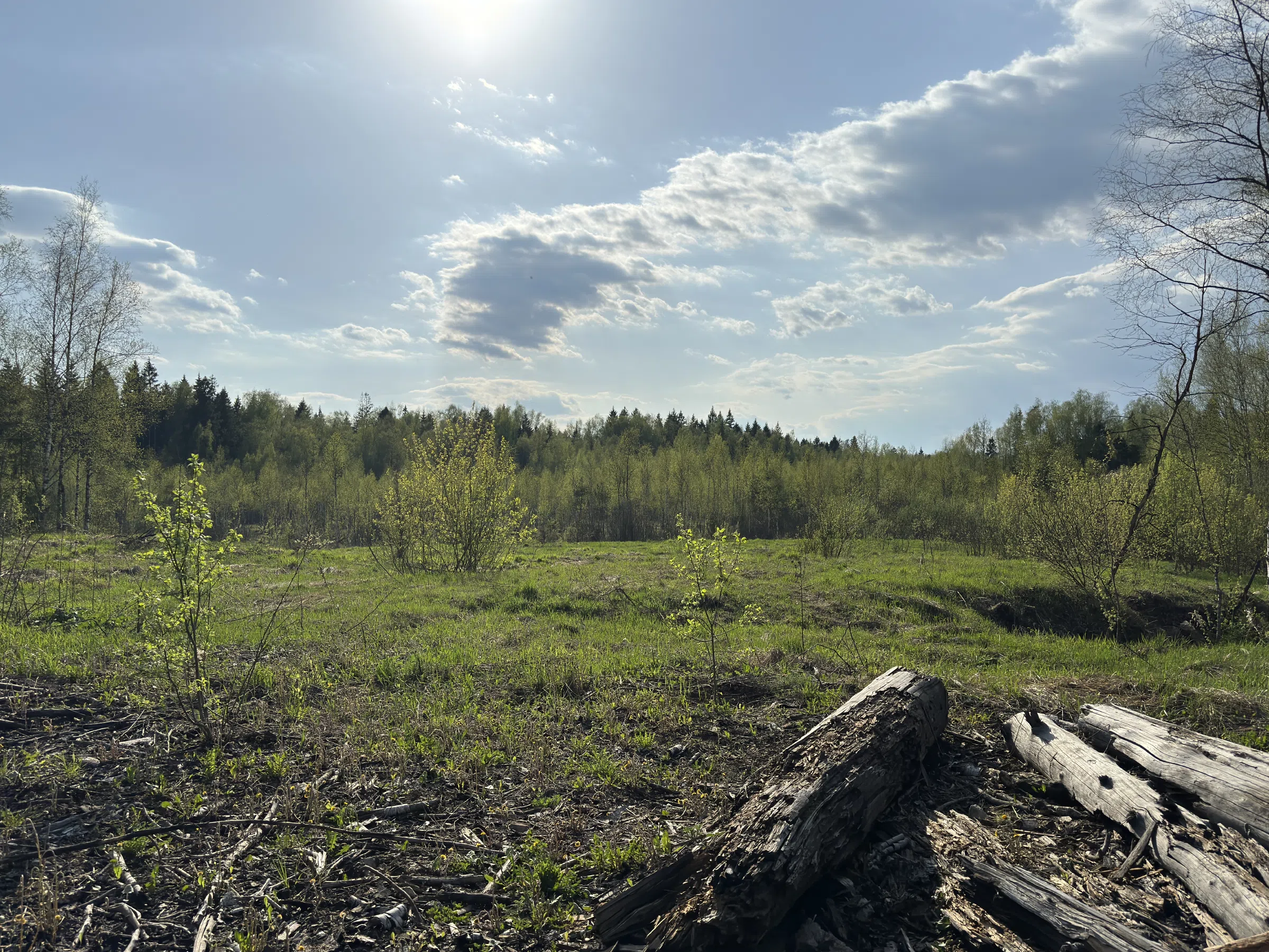 Лесная поляна с дорогой, фото 1