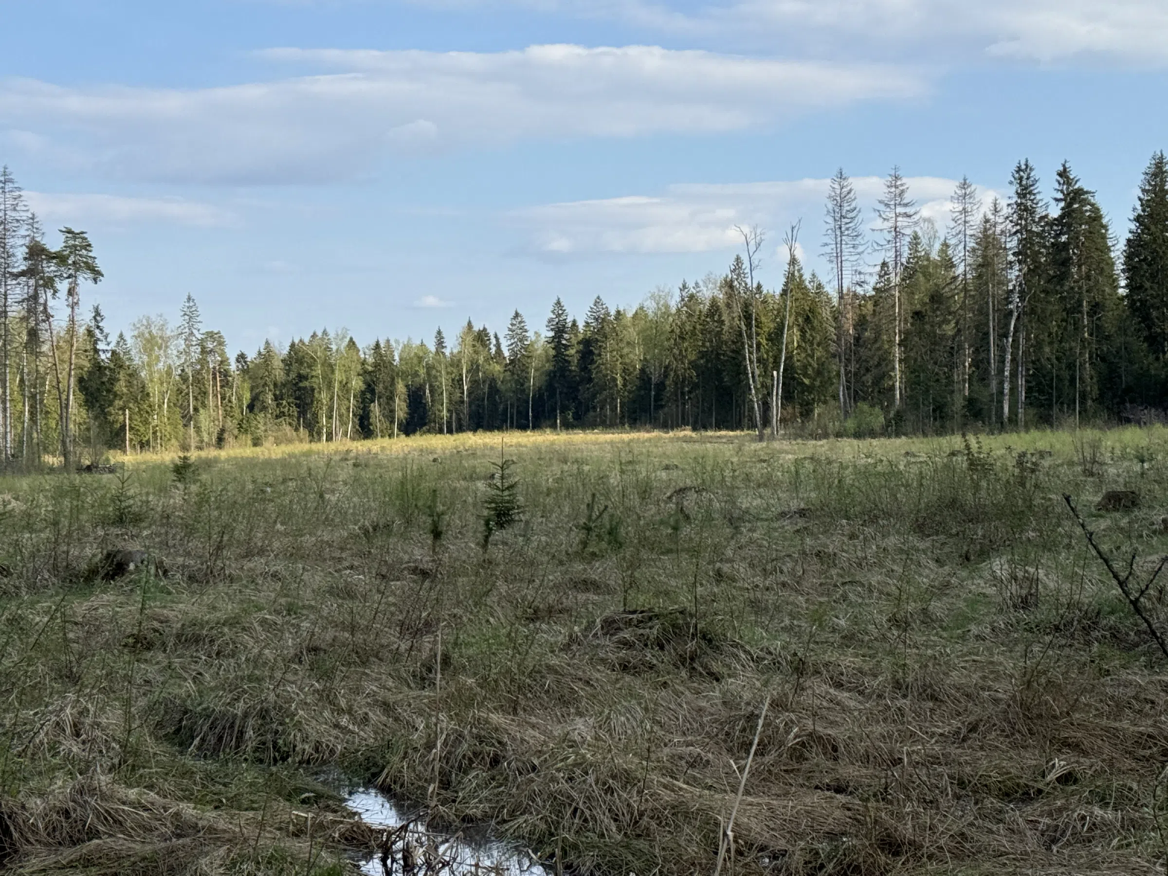 Лесная поляна с дорогой, фото 15