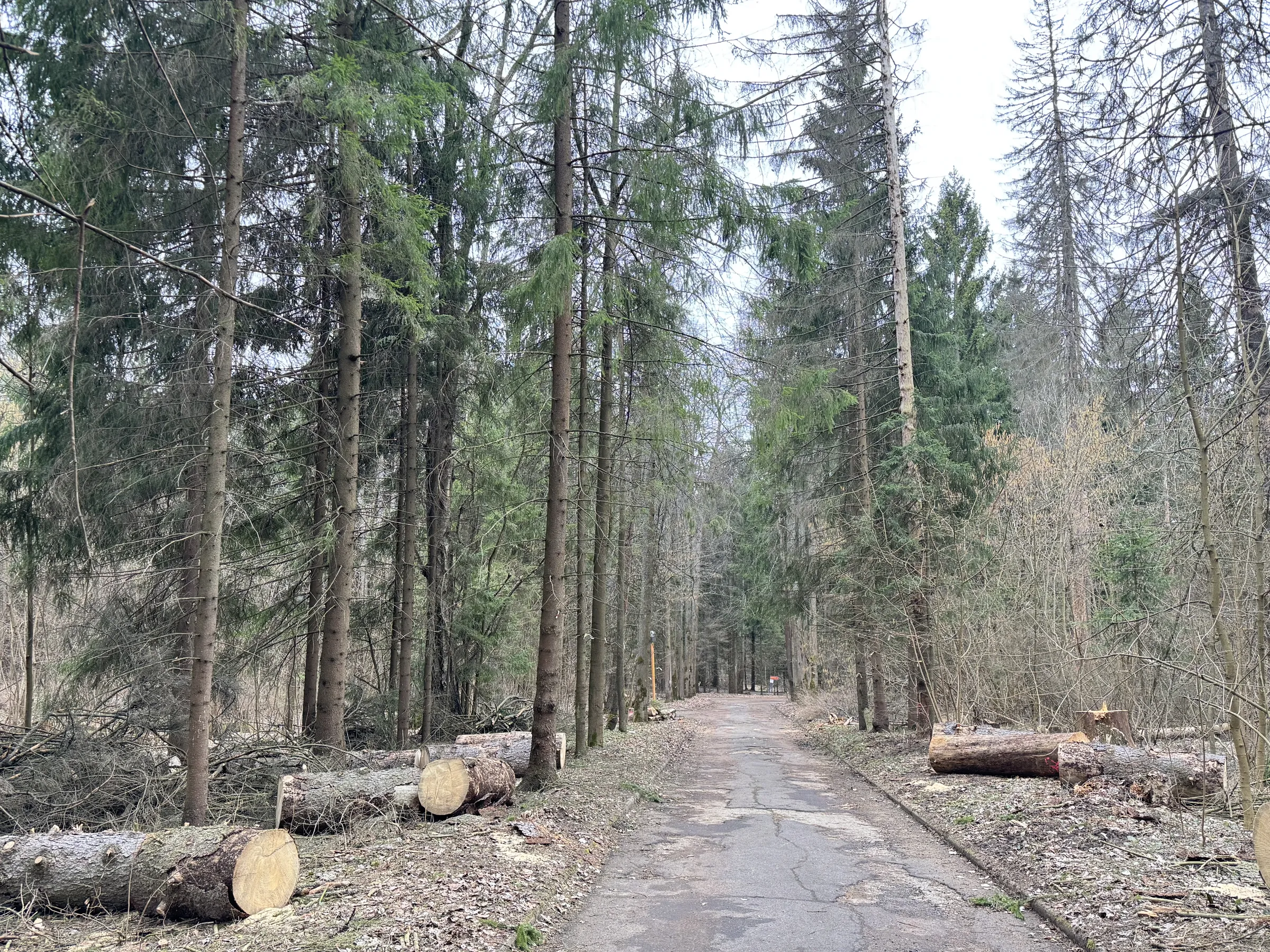 Лесной парк с озером, фото 9