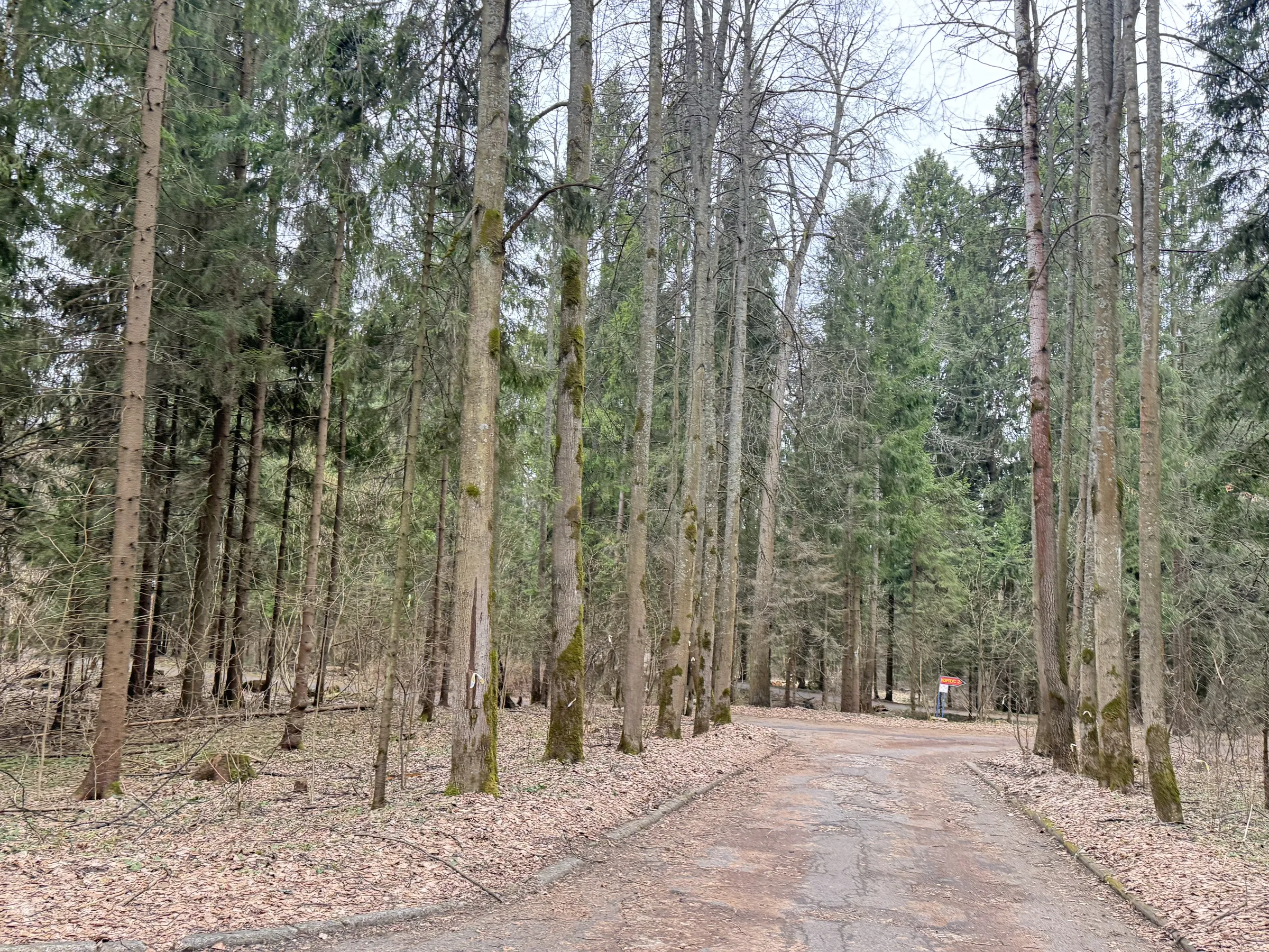 Лесной парк с озером, фото 14