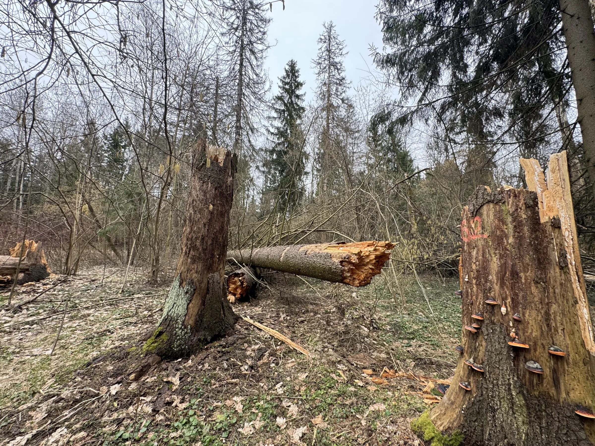 Лесной парк с озером, фото 22