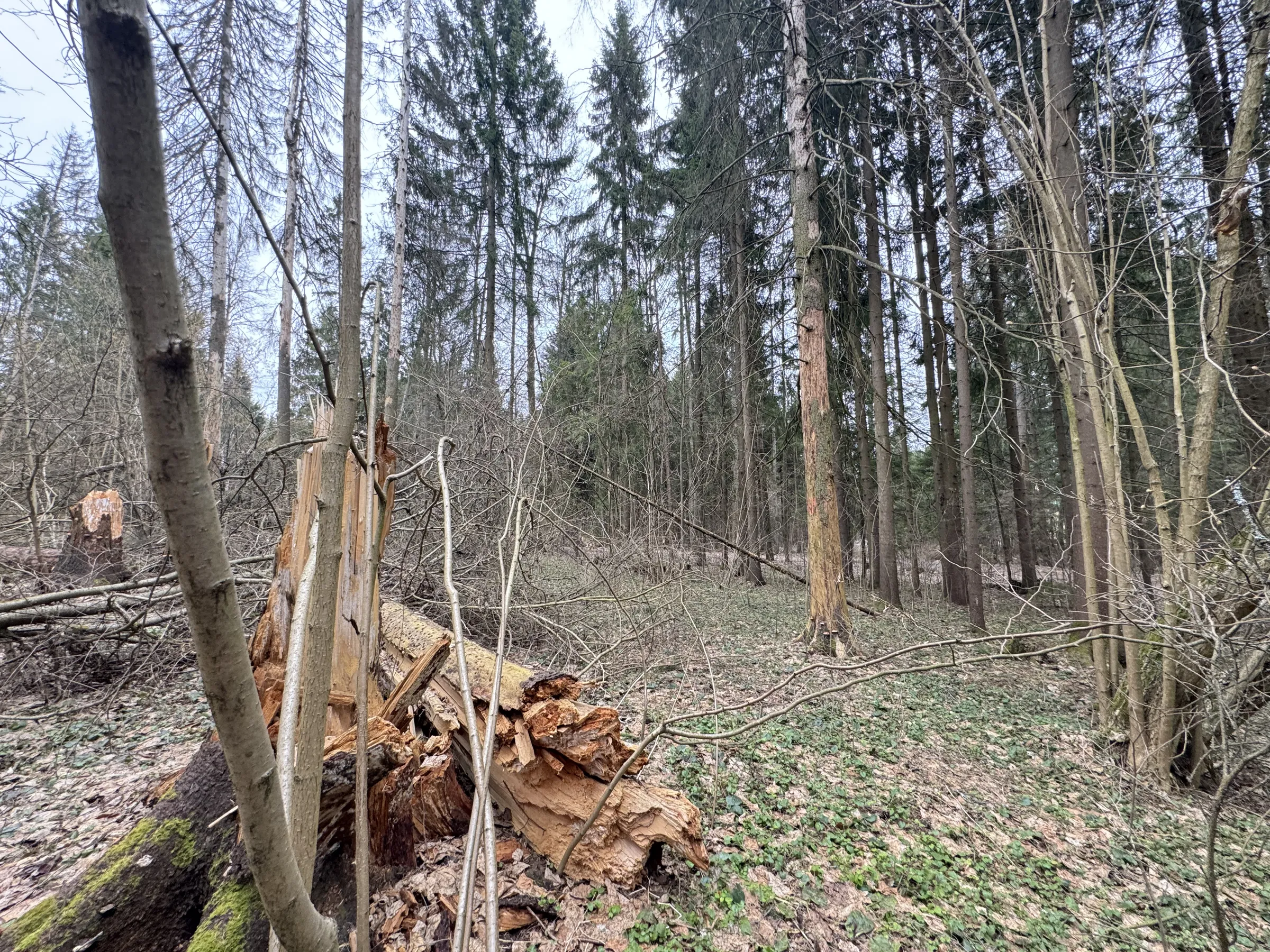 Лесной парк с озером, фото 24